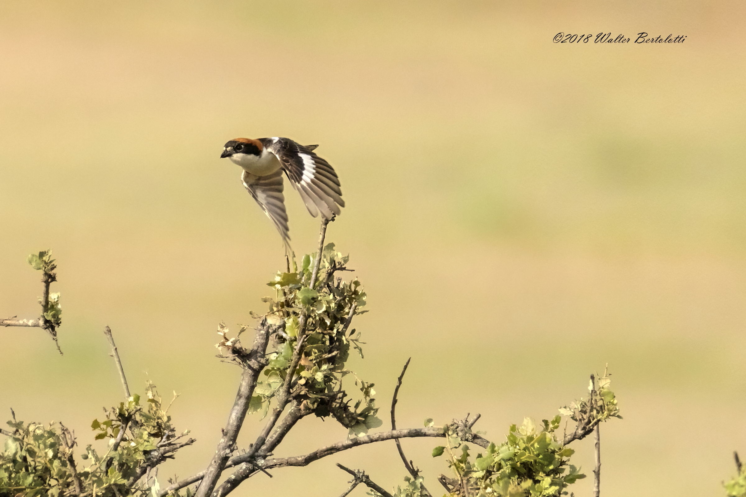 Having Capirossa in flight
