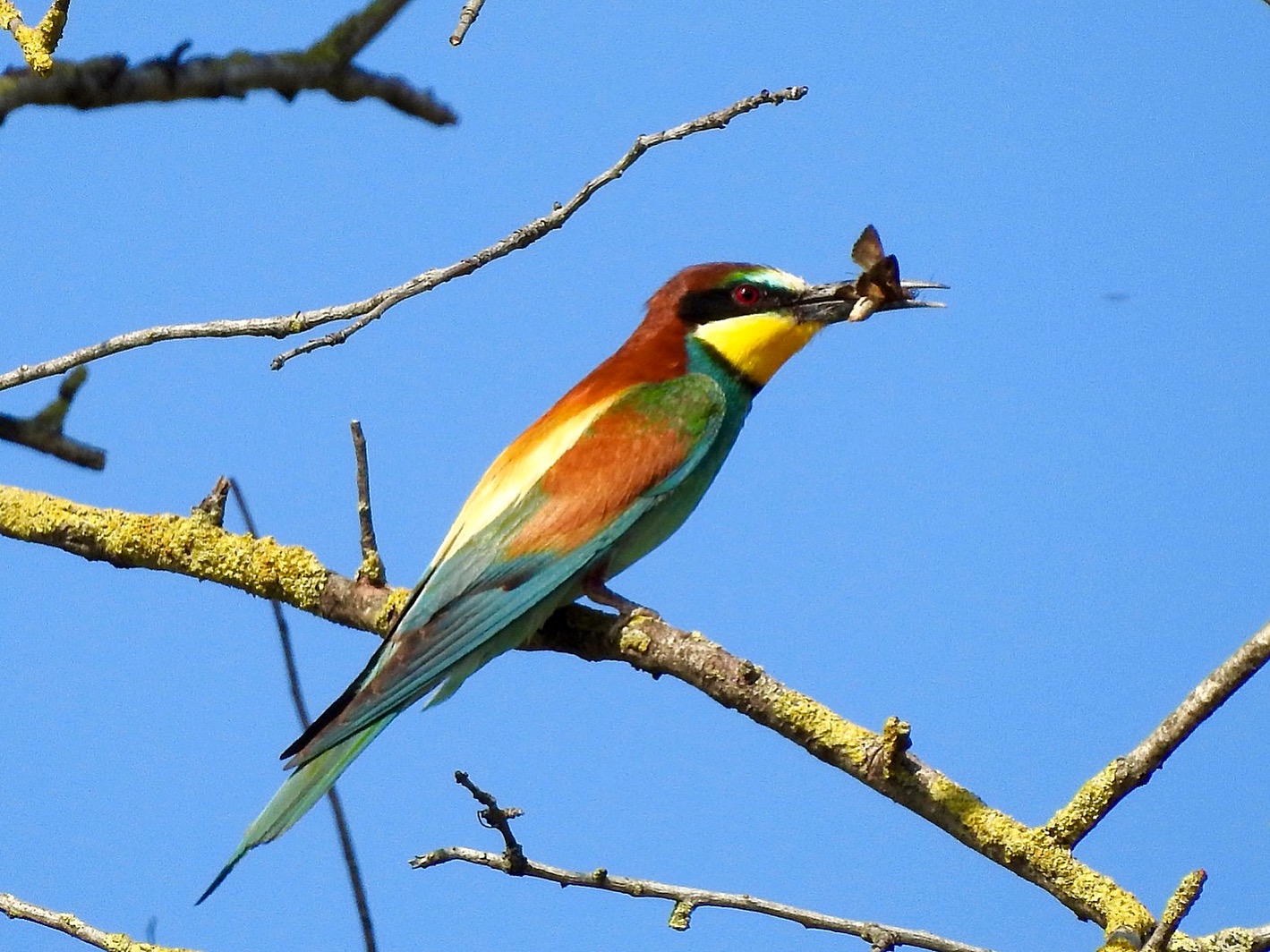 Bee-eater
