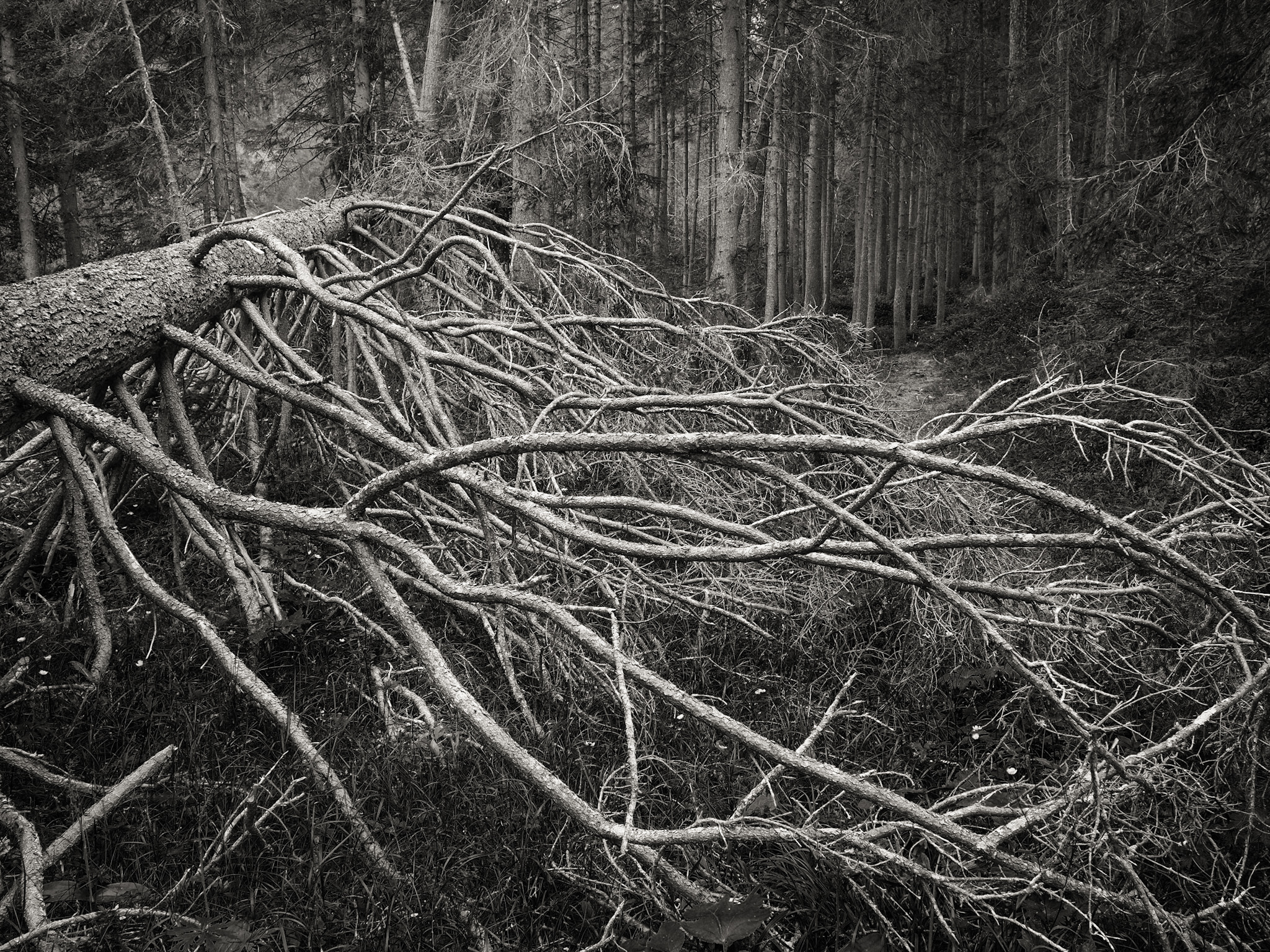 La forza della natura
