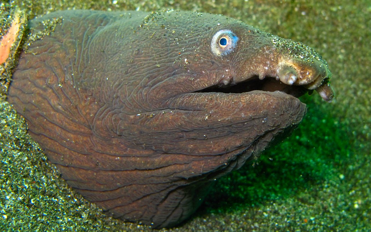 Modifica foto precedente