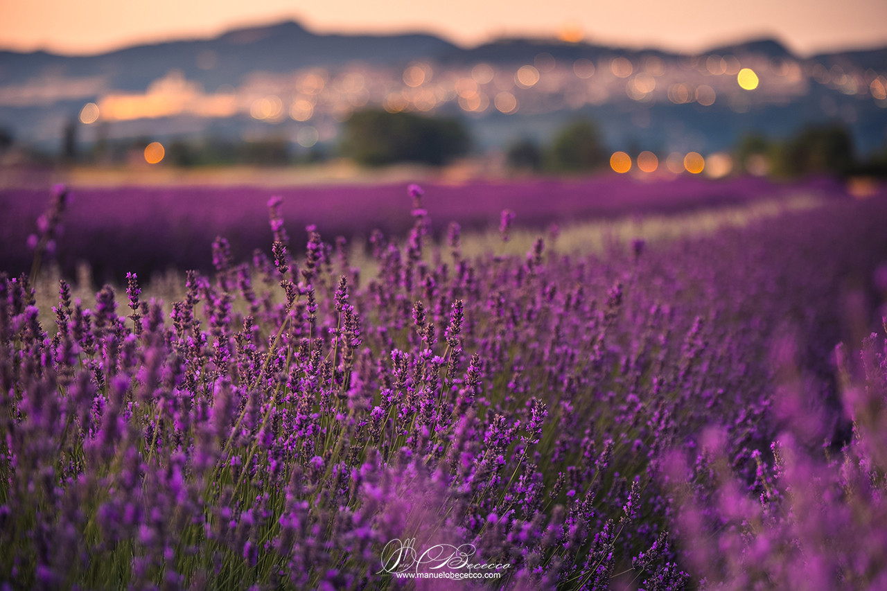 The Lavandeto of Assisi