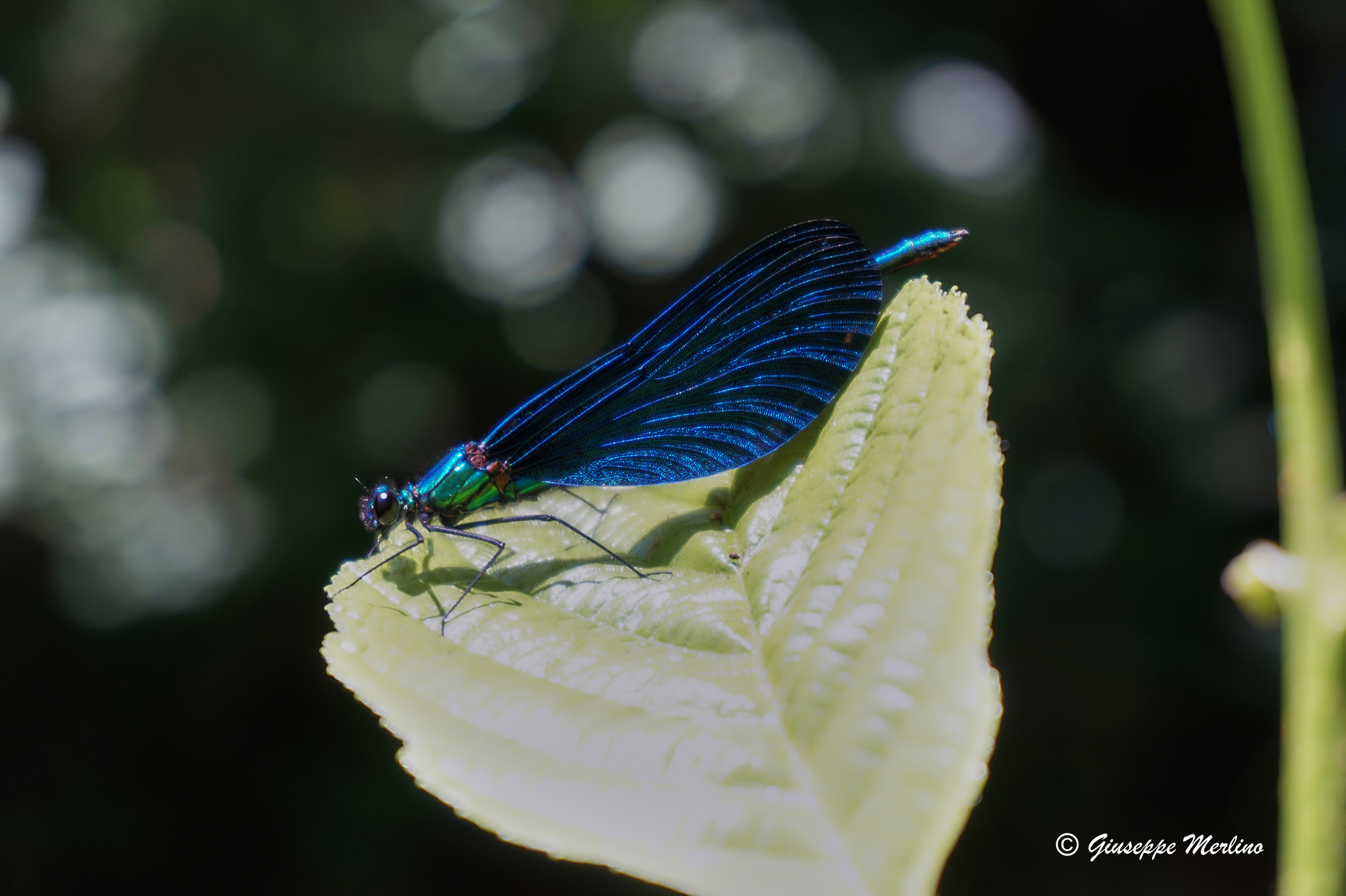 Calopteryx virgo