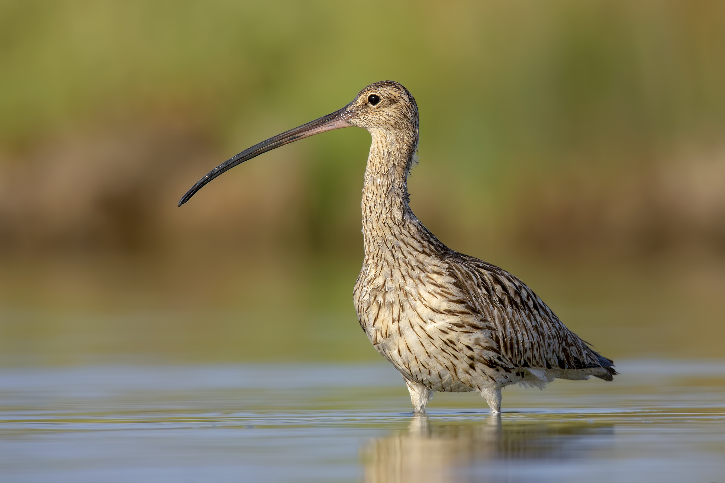 Curlew Major