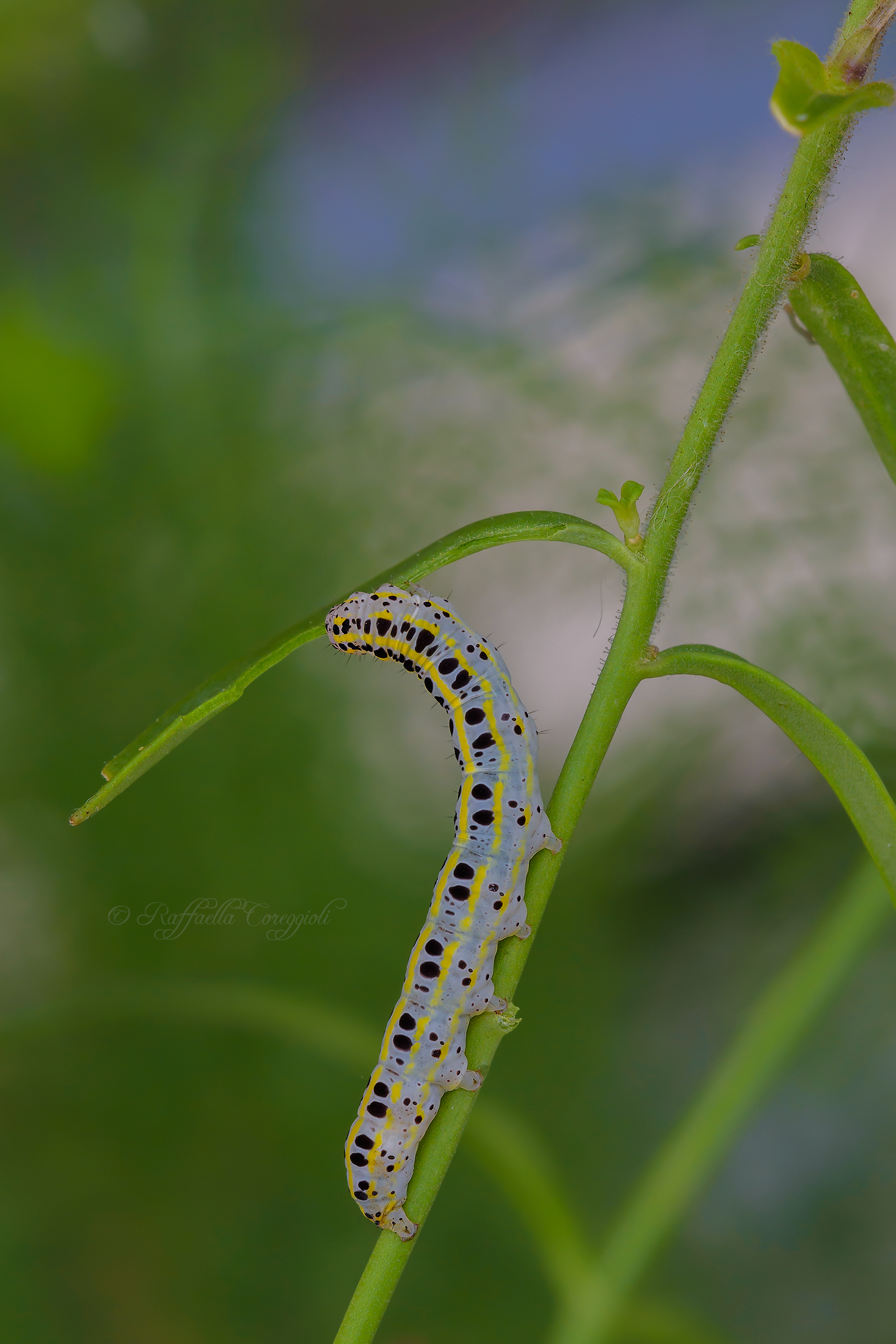 Caterpillar of Calophasia