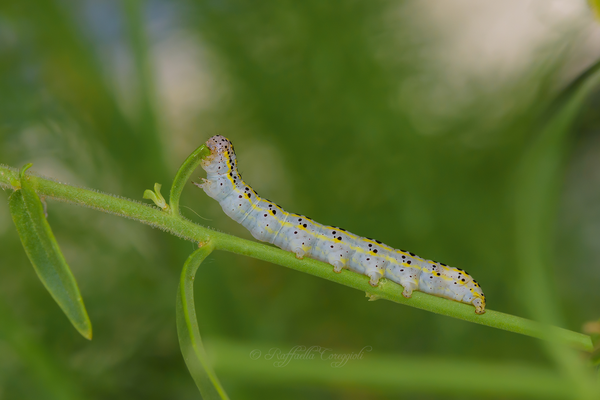 Caterpillar of Calophasia