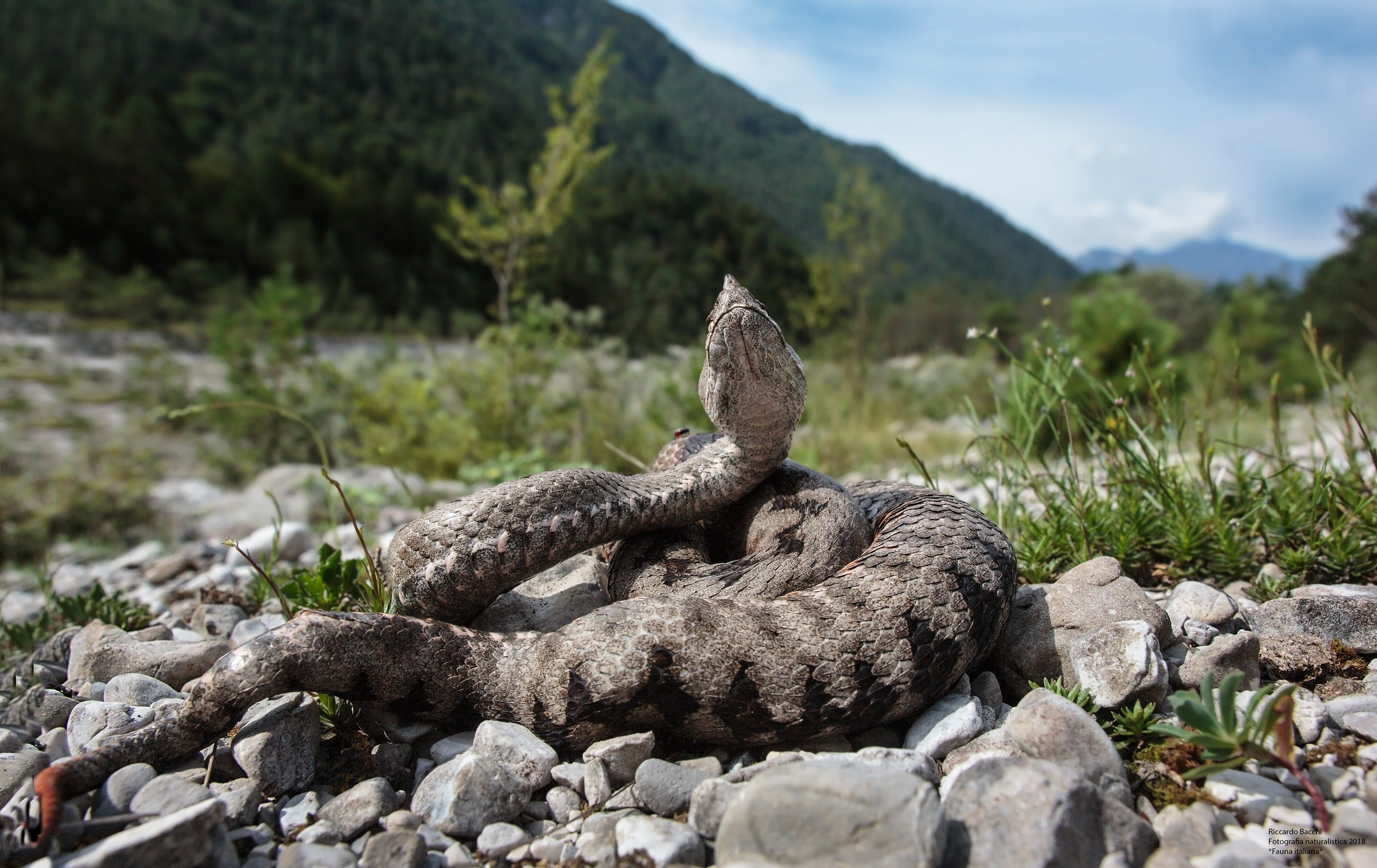 Ammodytes e ciottoli fluviali