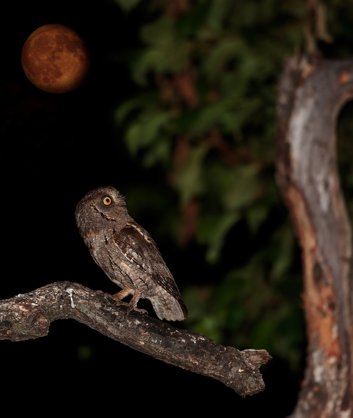 Errore prospettico,...