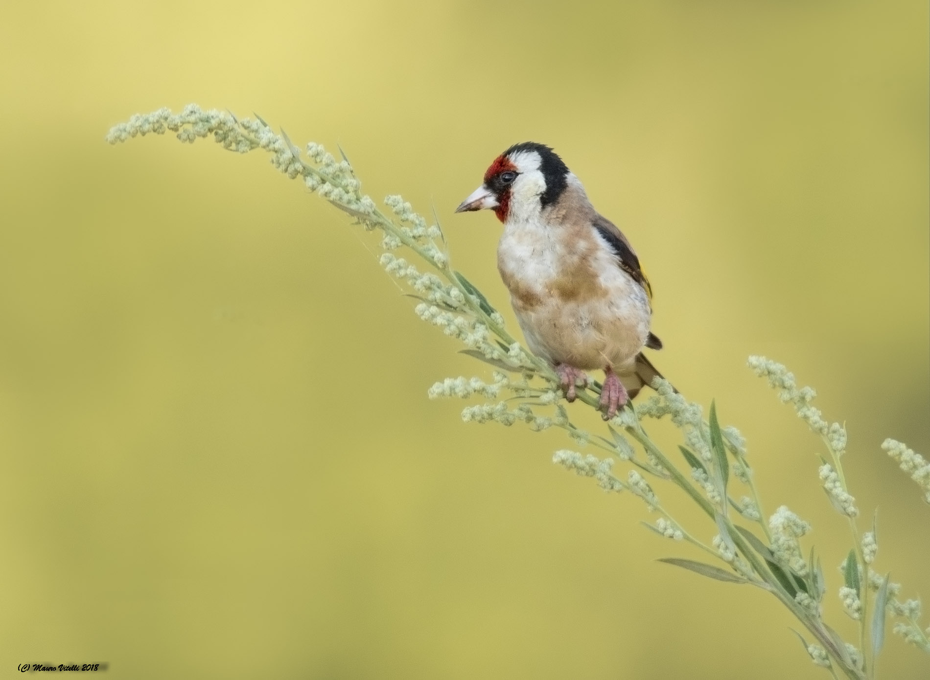 Goldfinch