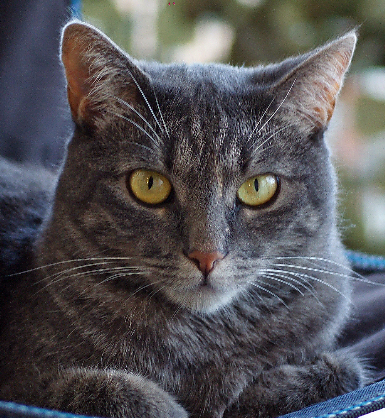 The Pink: Tiger's look..