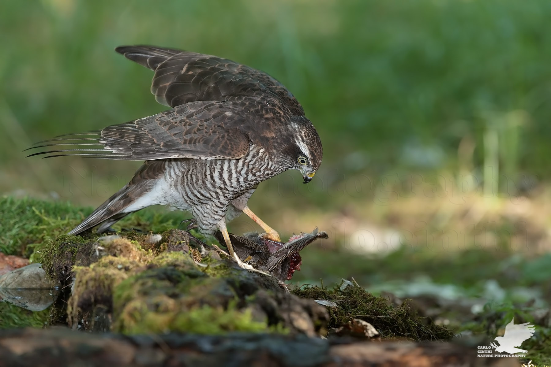 Giovane Sparviere femmina con preda