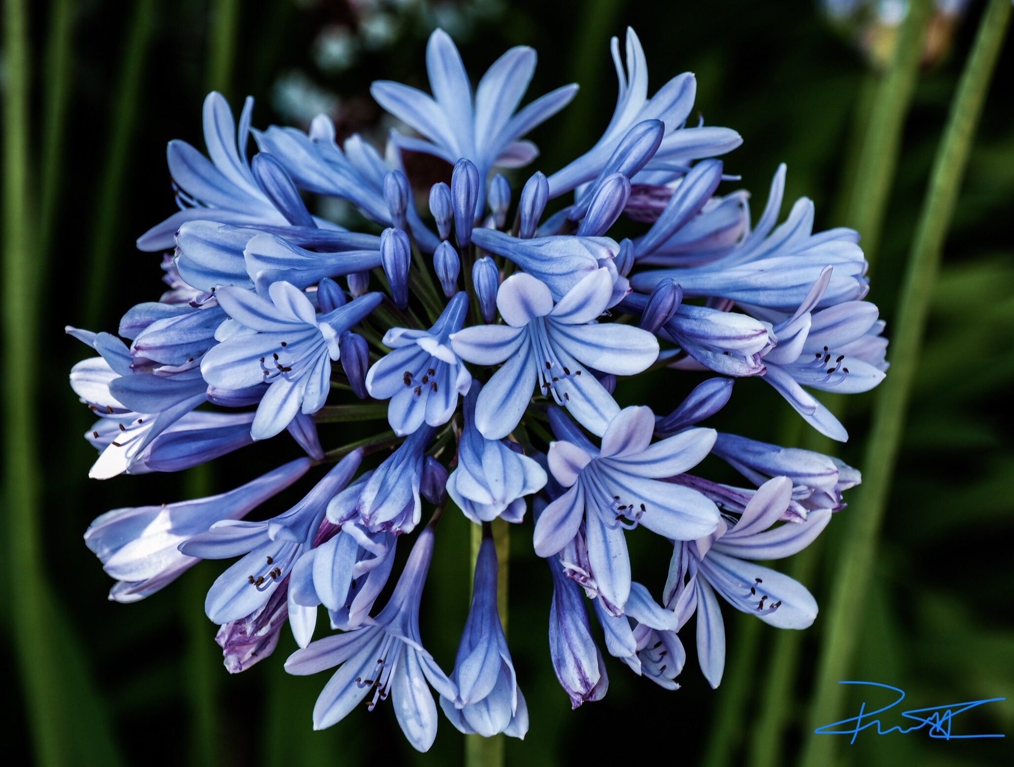 Agapanthus africanus
