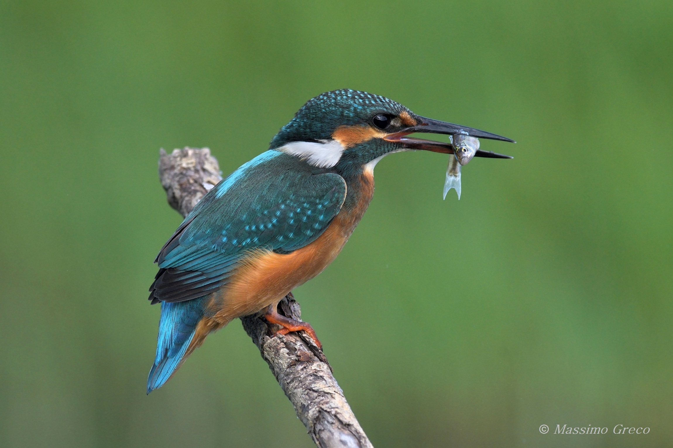 Kingfisher
