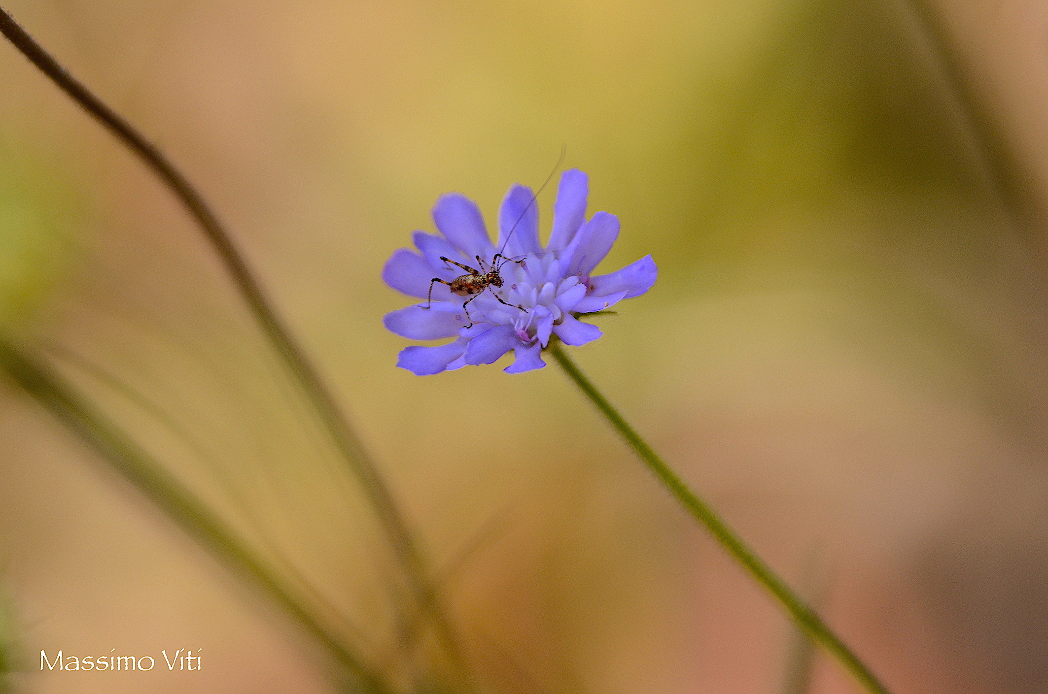 Micro-Cosmos..