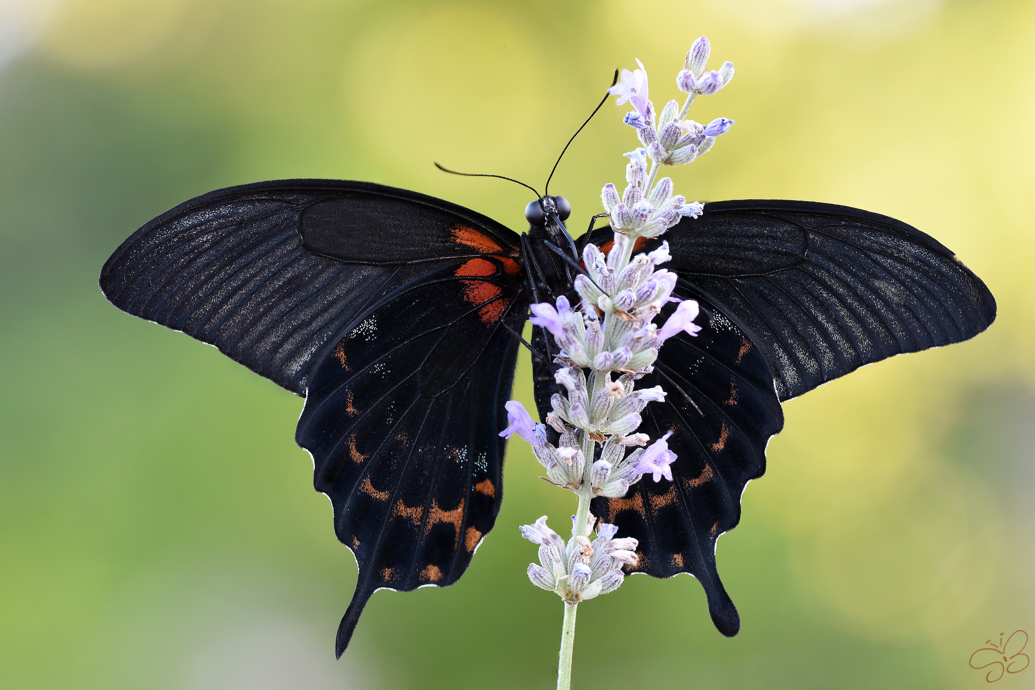 Papilio lowi