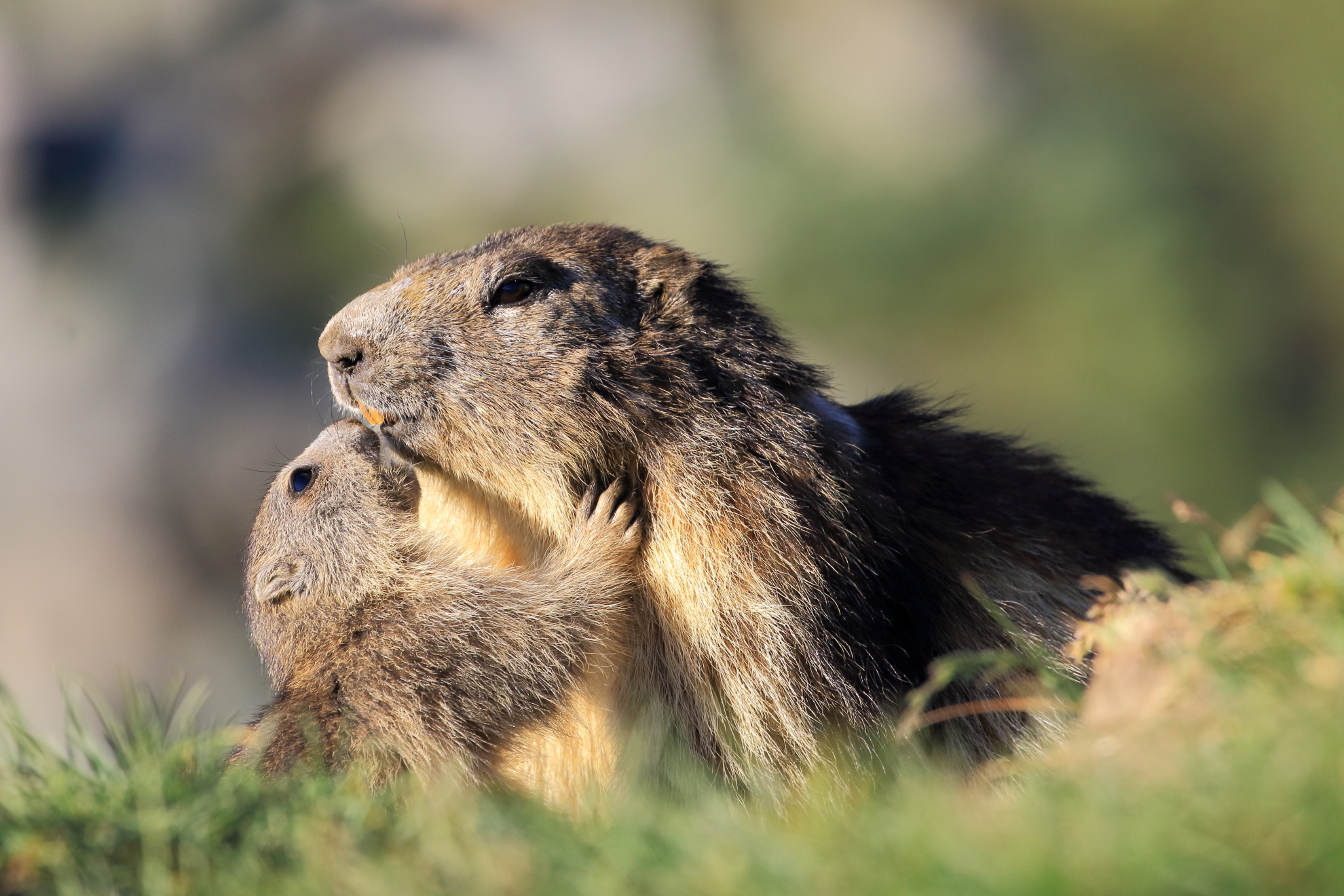 La mamma è sempre la mamma