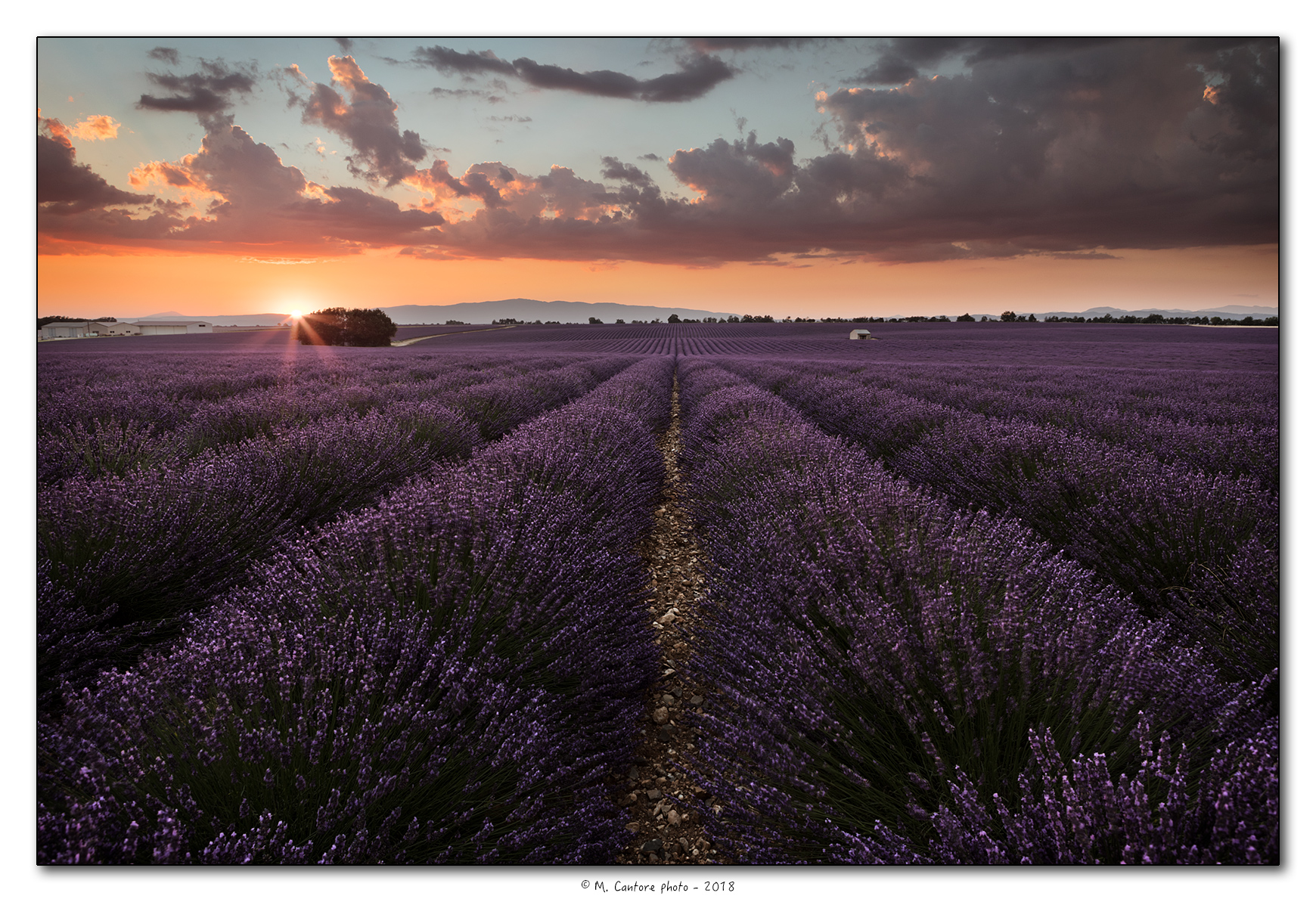 Sunset on Lavender Fields