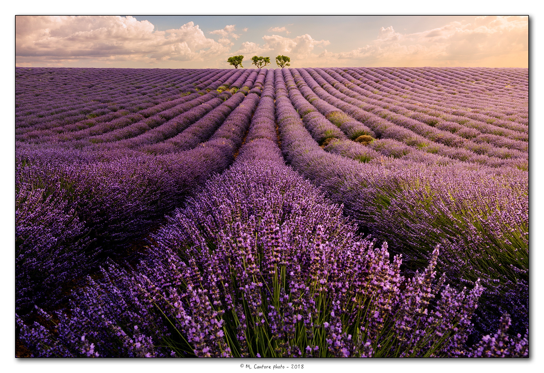 Sunrise on Lavender
