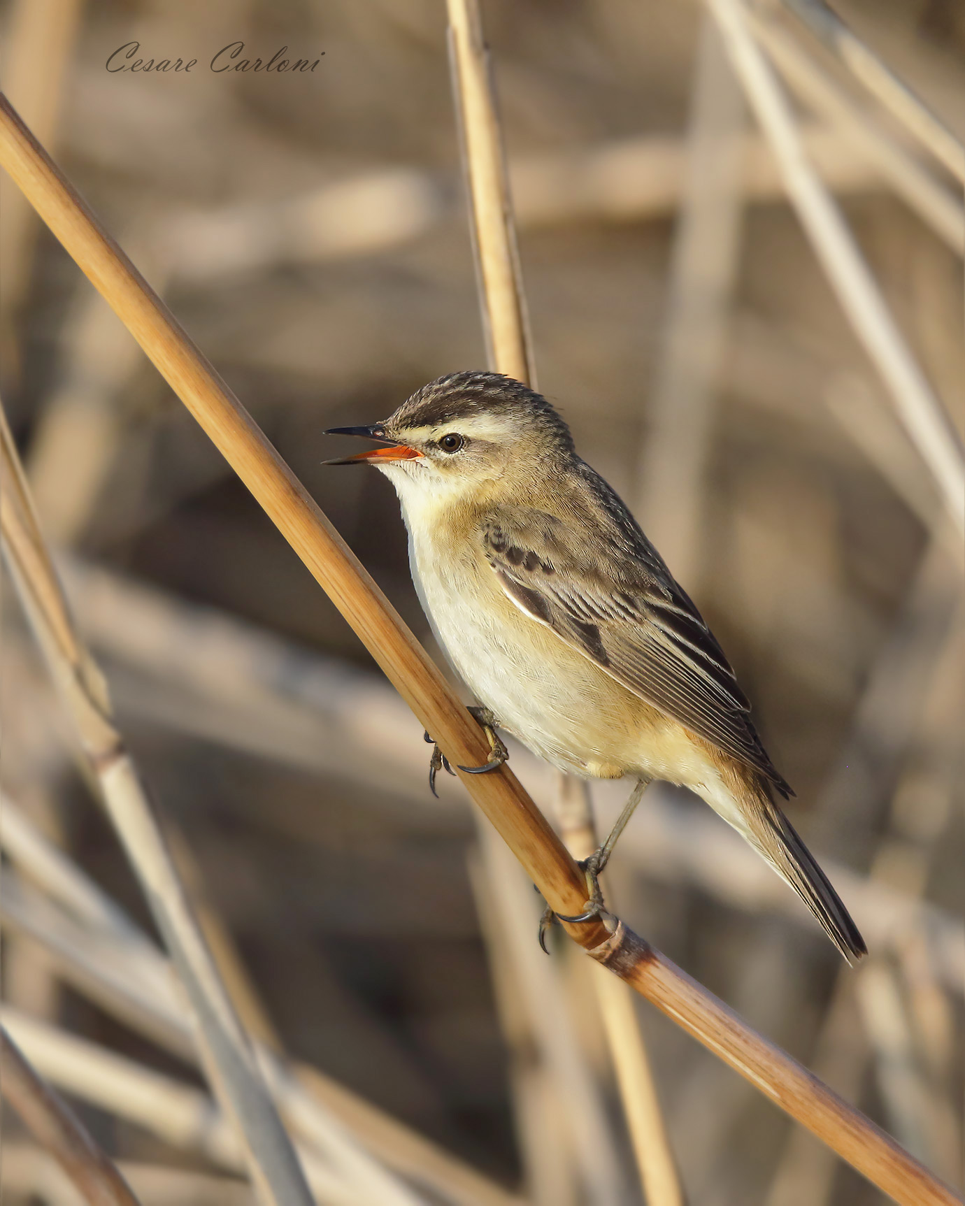 forapaglie (acrocephalus schoenobaenus)