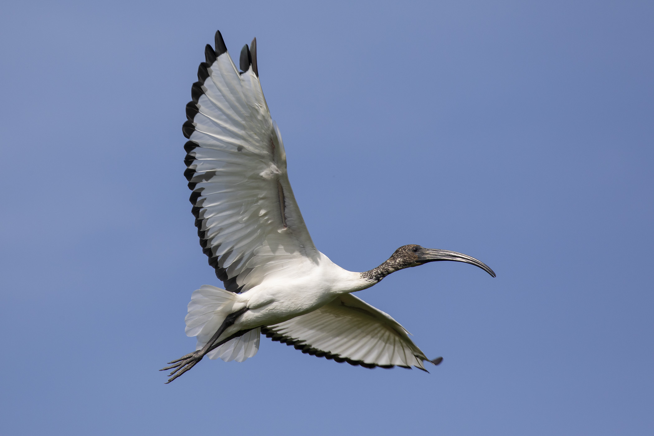 Ibis Sacro Juv. in volo