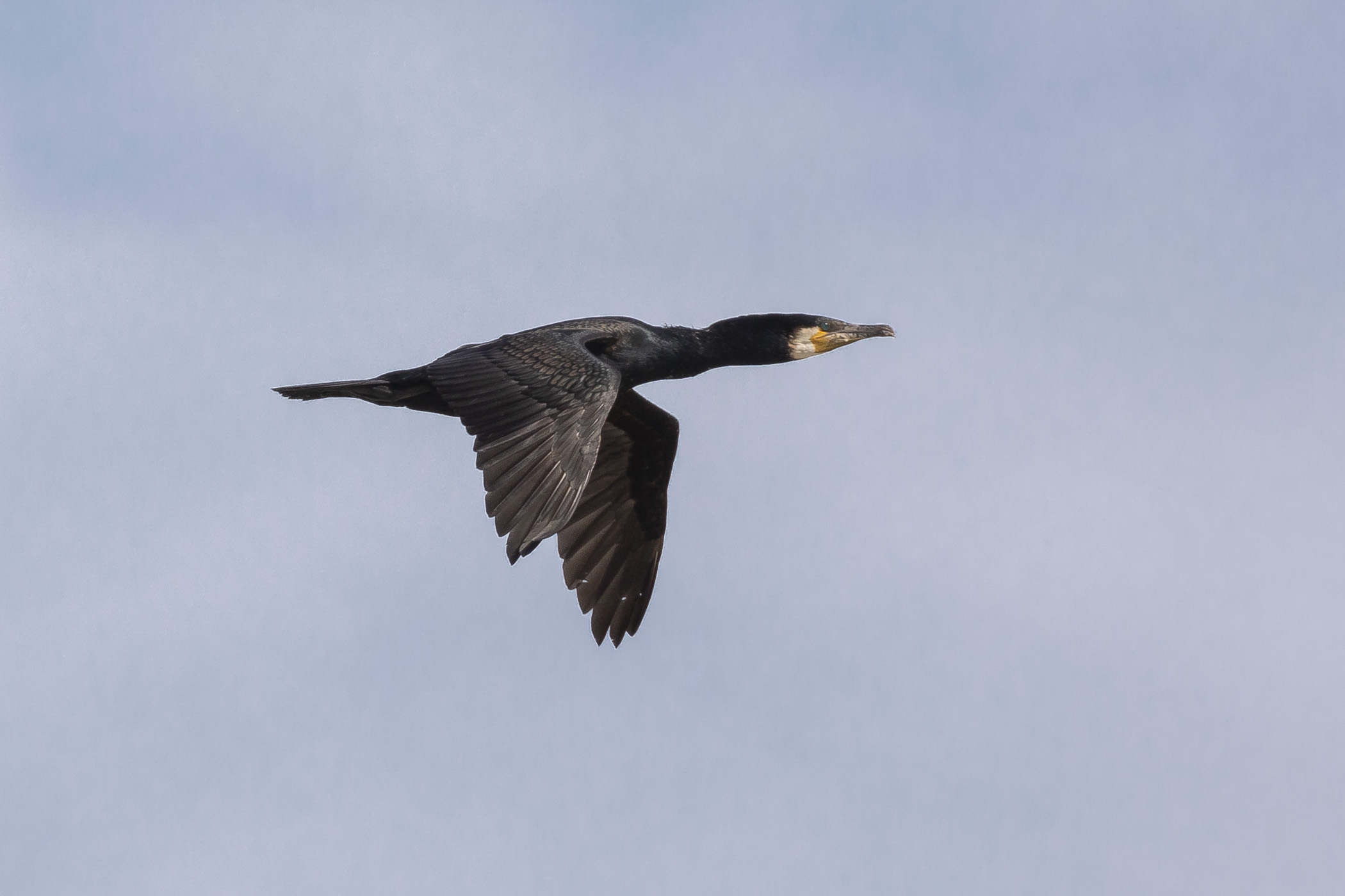 Cormorano in volo