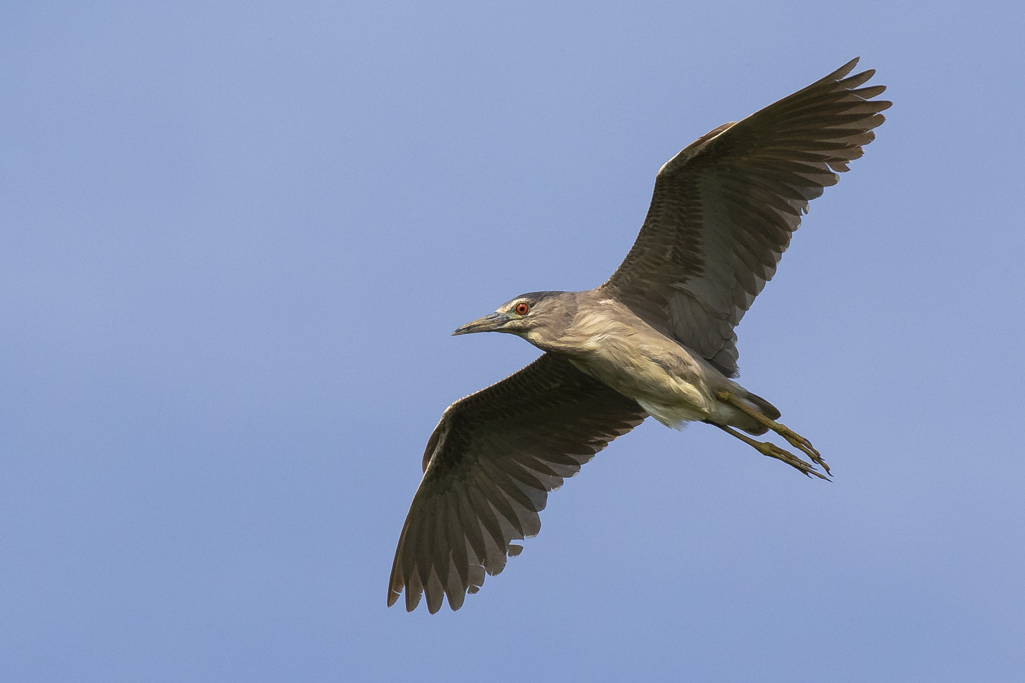La planata della Nitticora