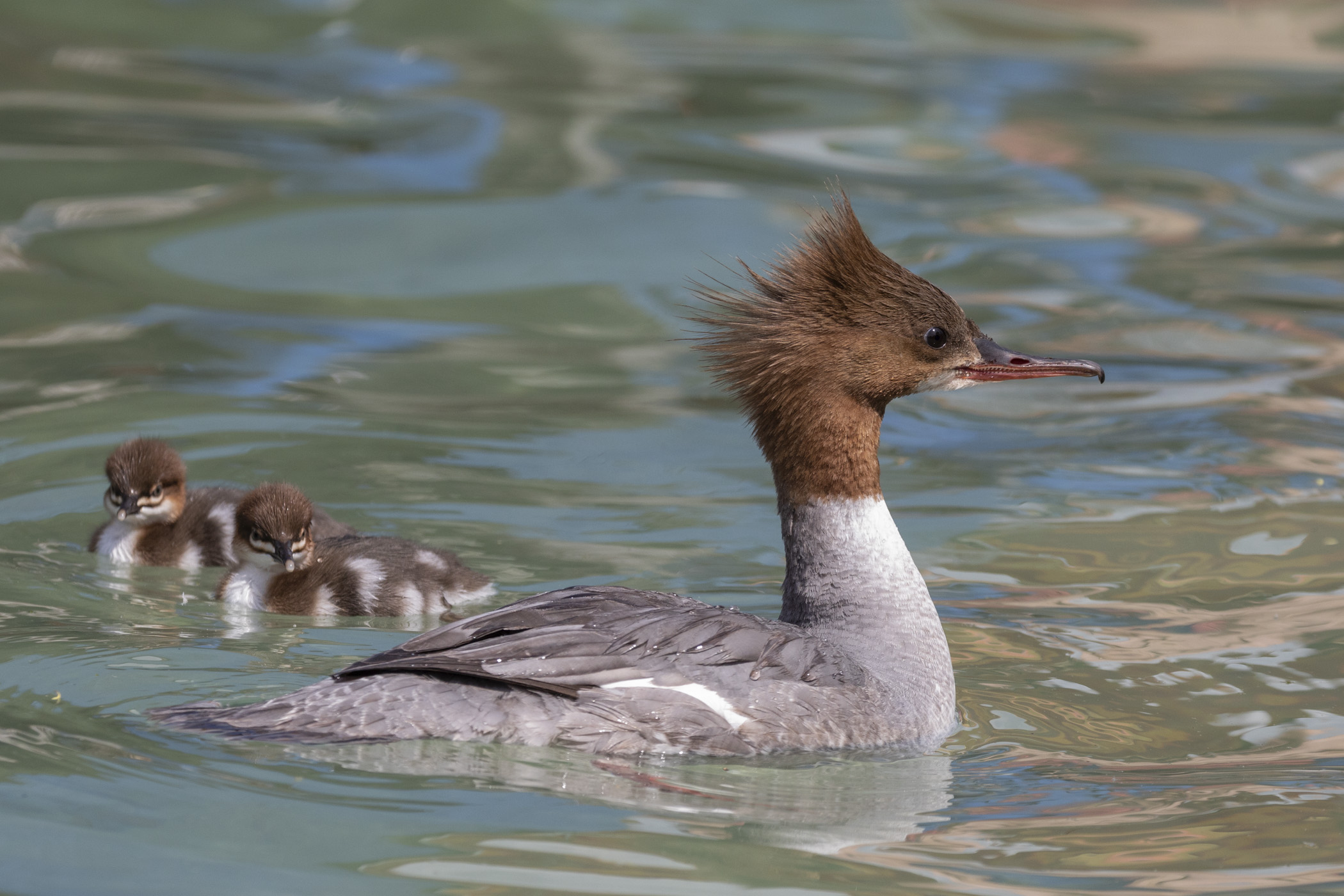 L'allegra famiglia di Smerghi