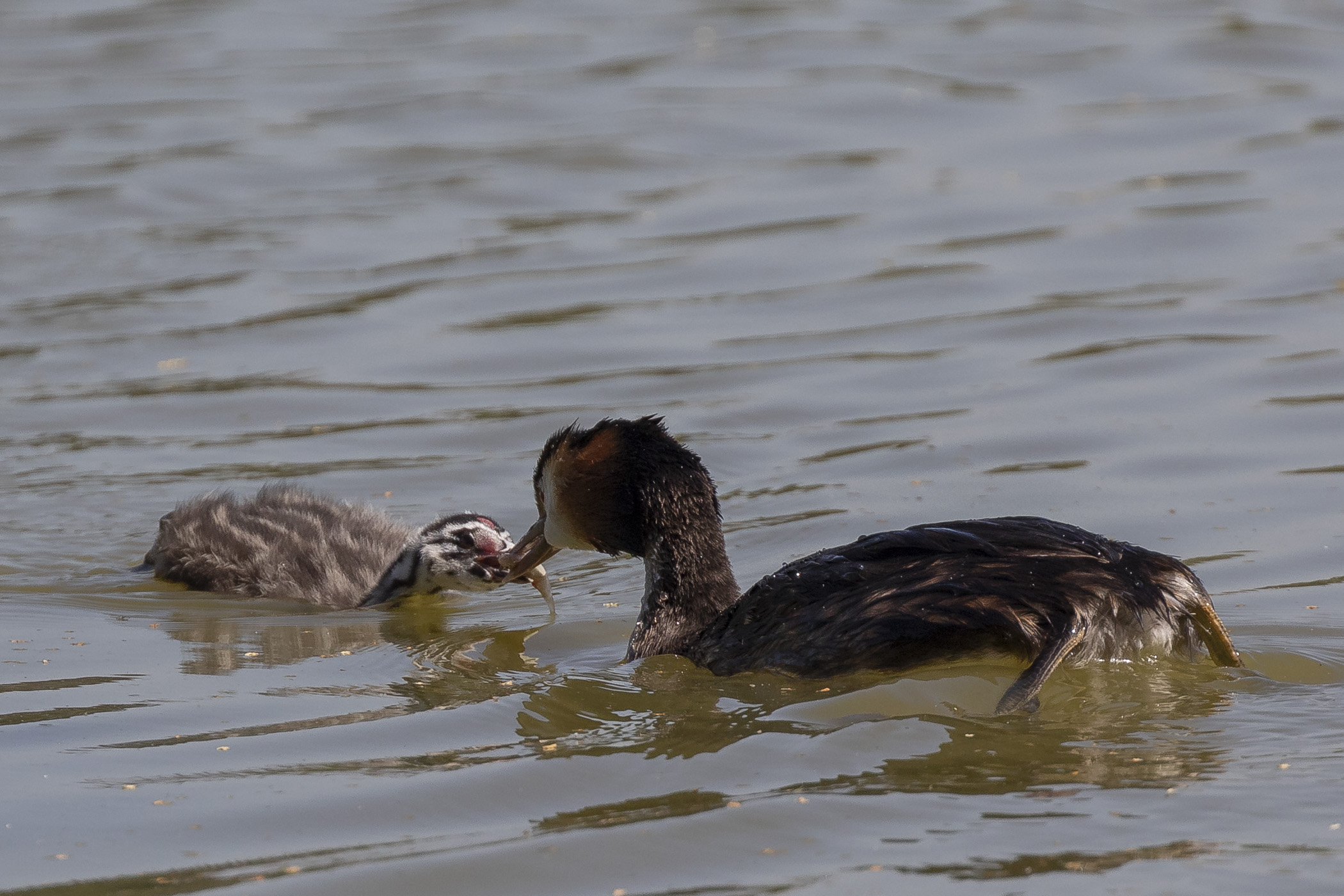 L'imboccata dello Svasso Maggiore