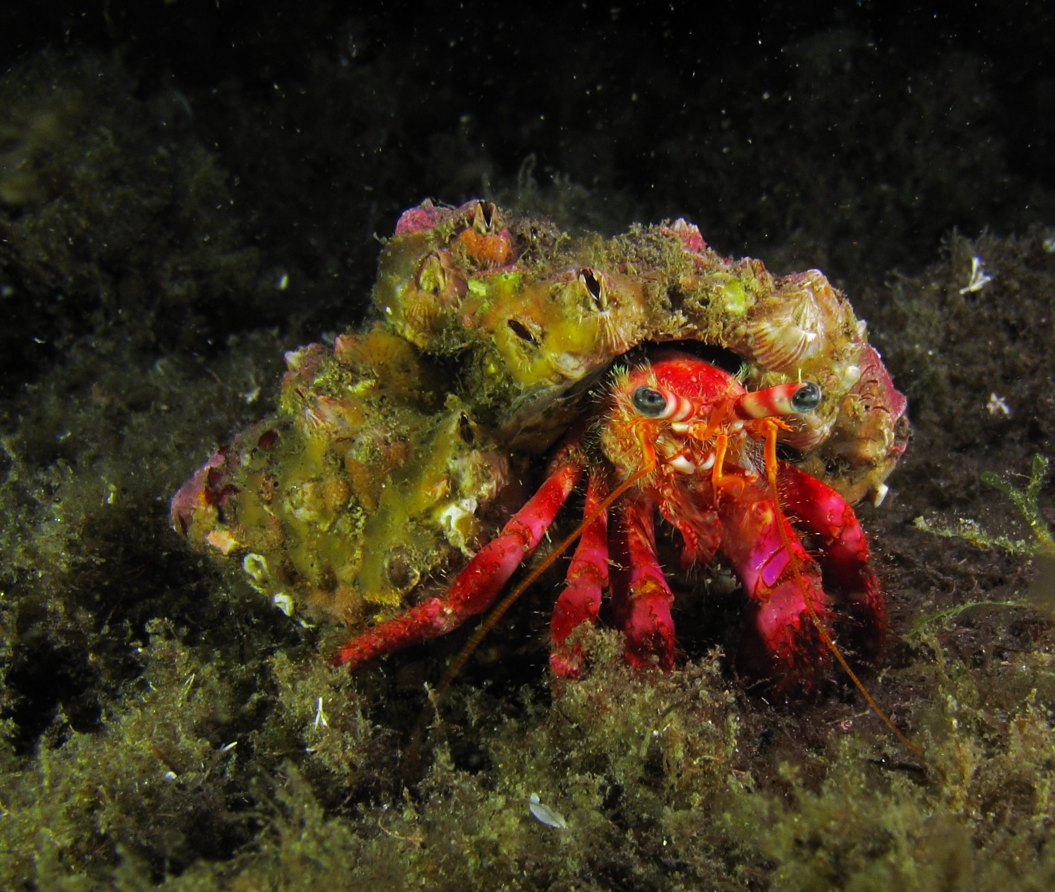 Paguro. Vesima, Genova, Italy
