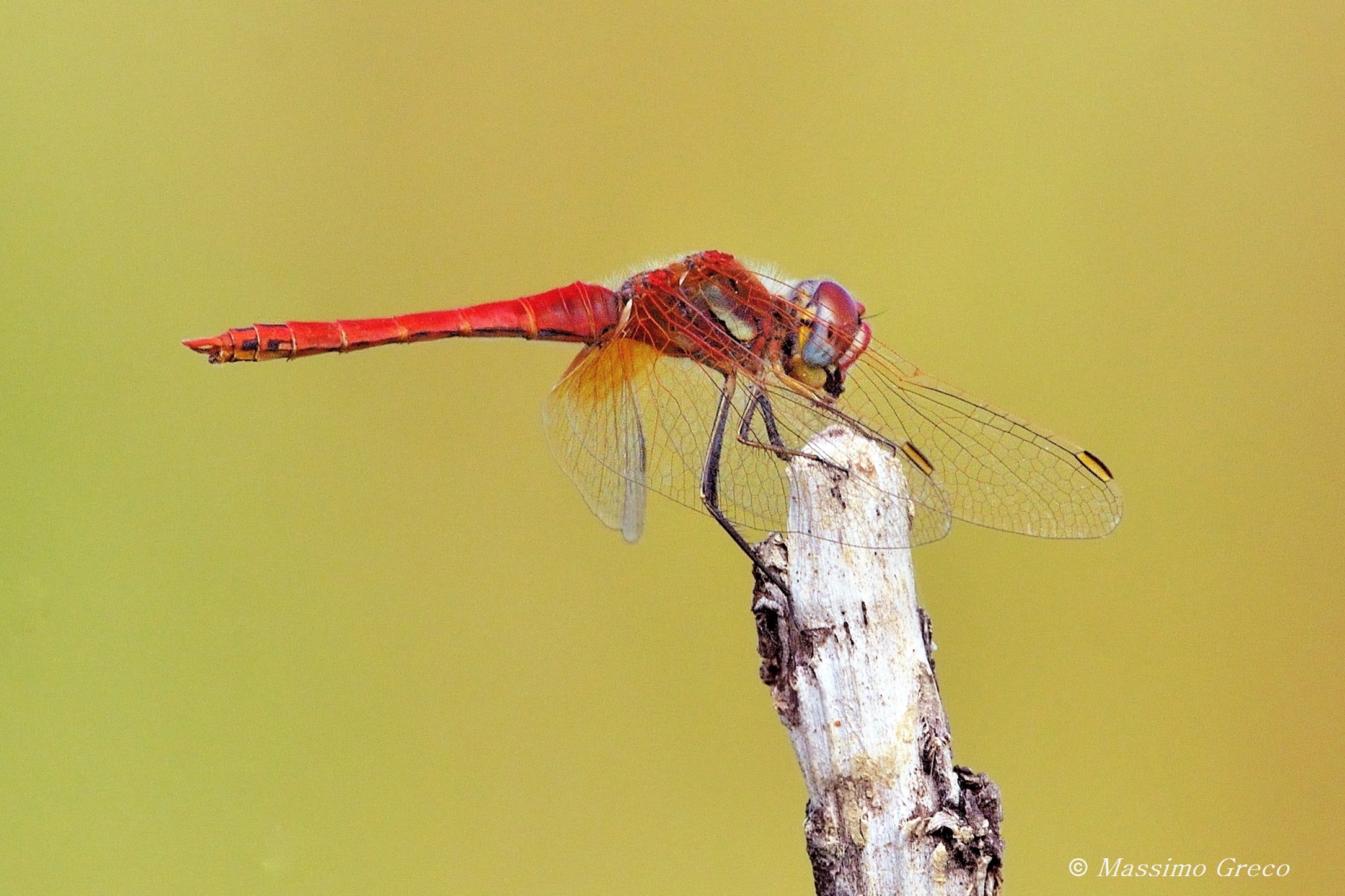 Sympetrum Fonscolombei