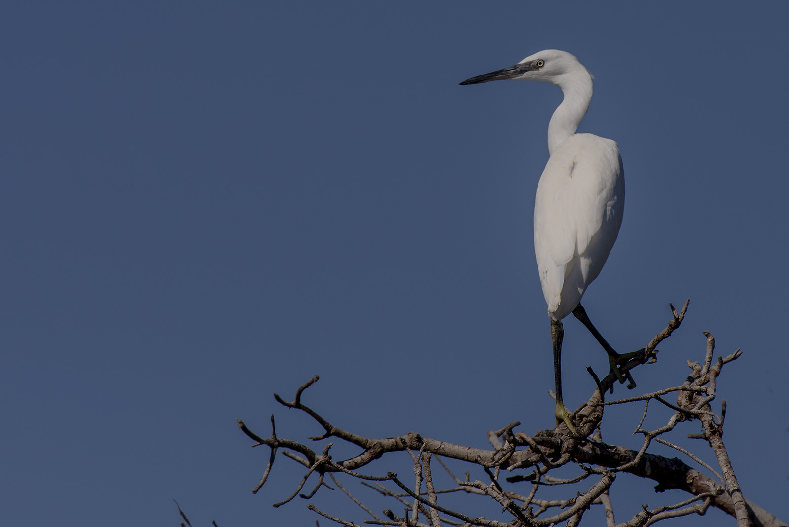 Garzetta...arboricola
