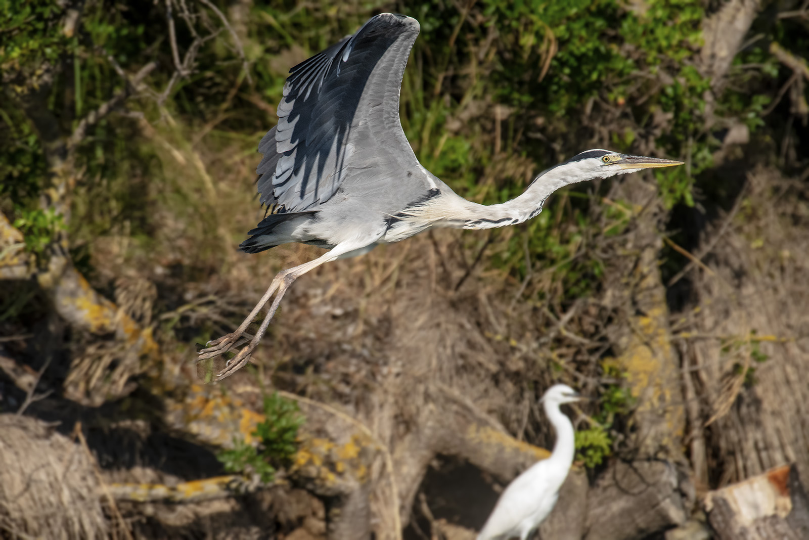 Airone Cenerino in decollo