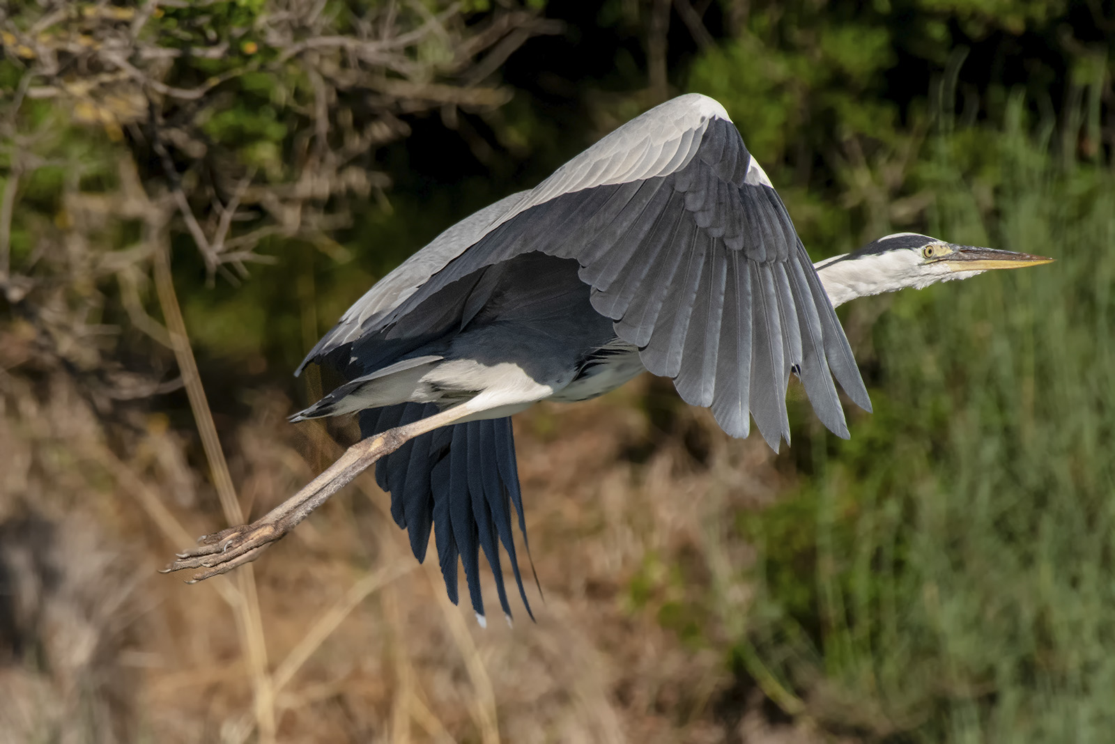 Il volo del Cenerino