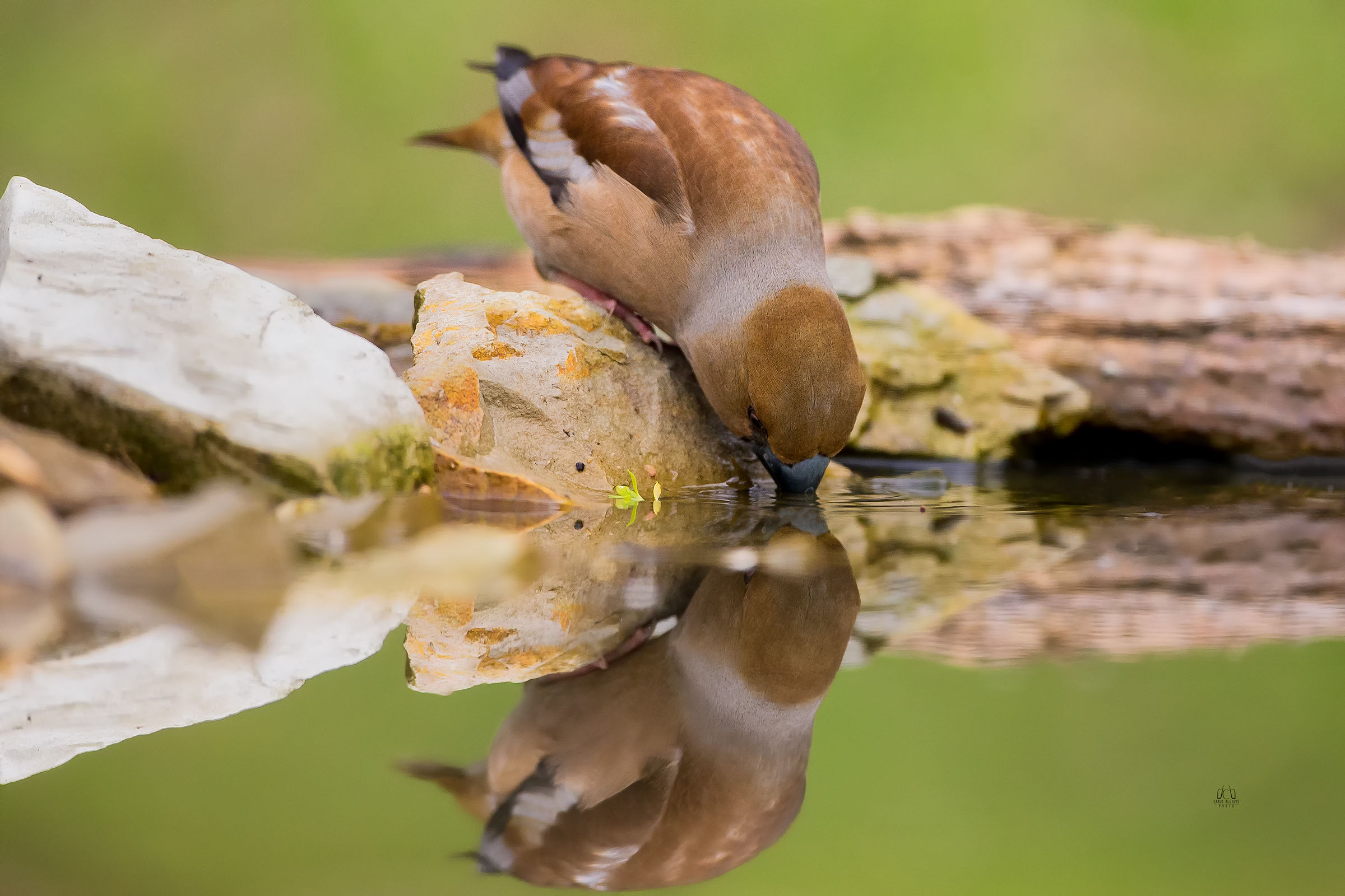 Frosone hawfinch hawfinch Hawfinch (linnaeu