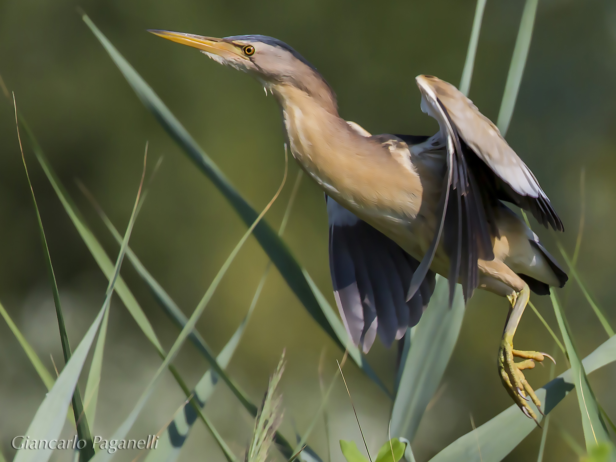 Little Bittern at the start