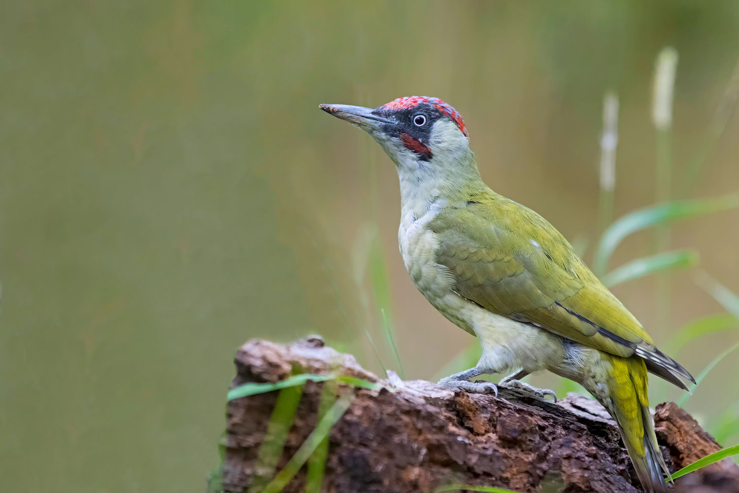 Picchio verde Maschio