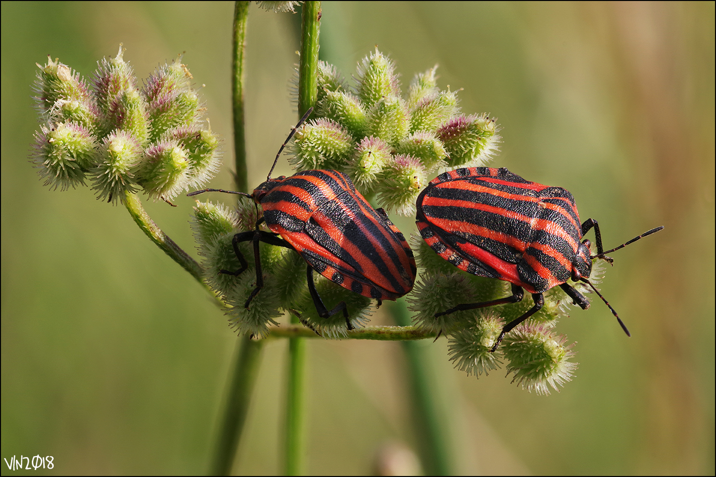 Graphosom lineatum, parco del fiume Serio, luglio 2018
