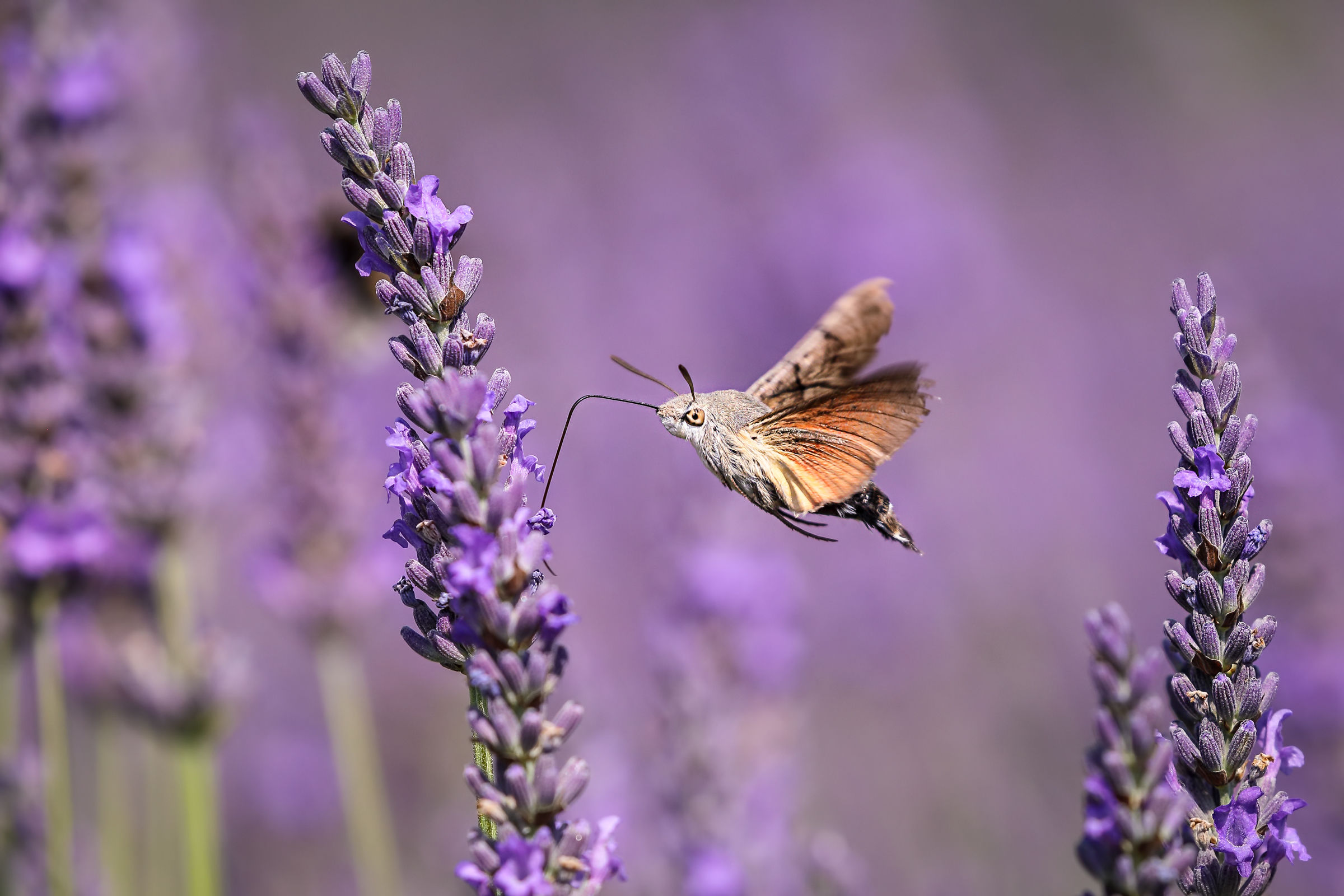 Sphinx of the Galium