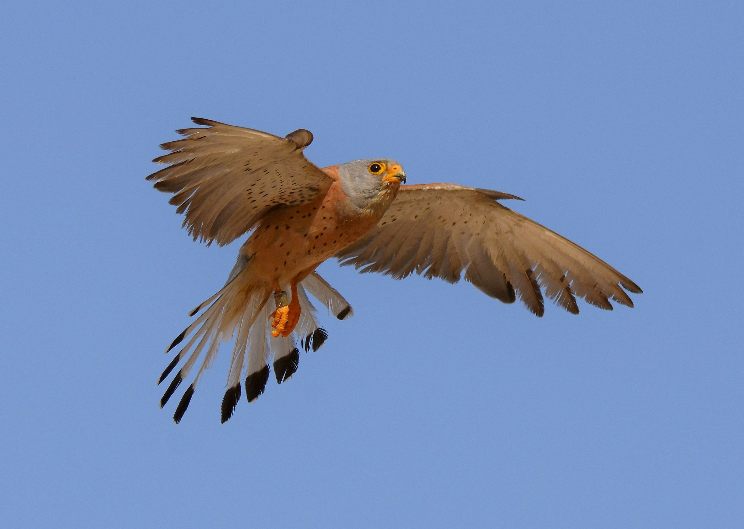 Falcon Lesser Kestrel