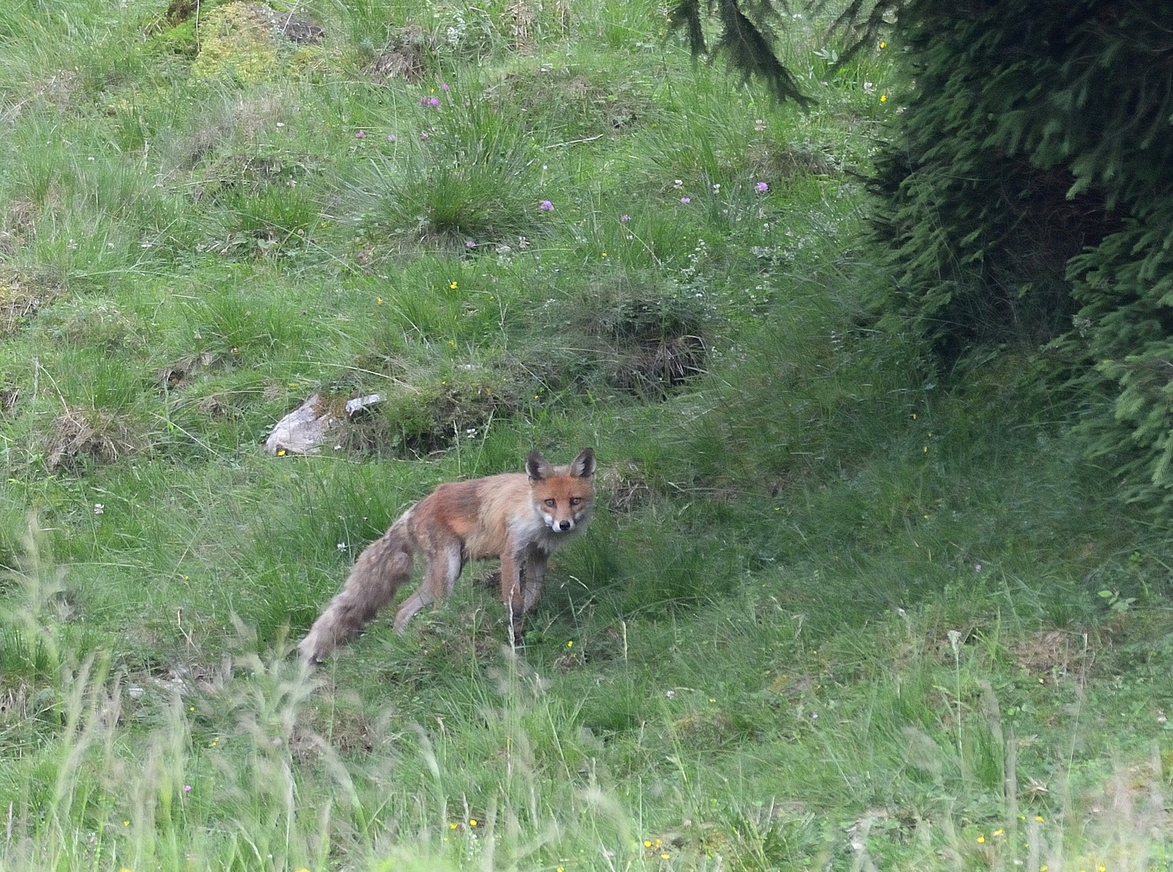 Adult Fox