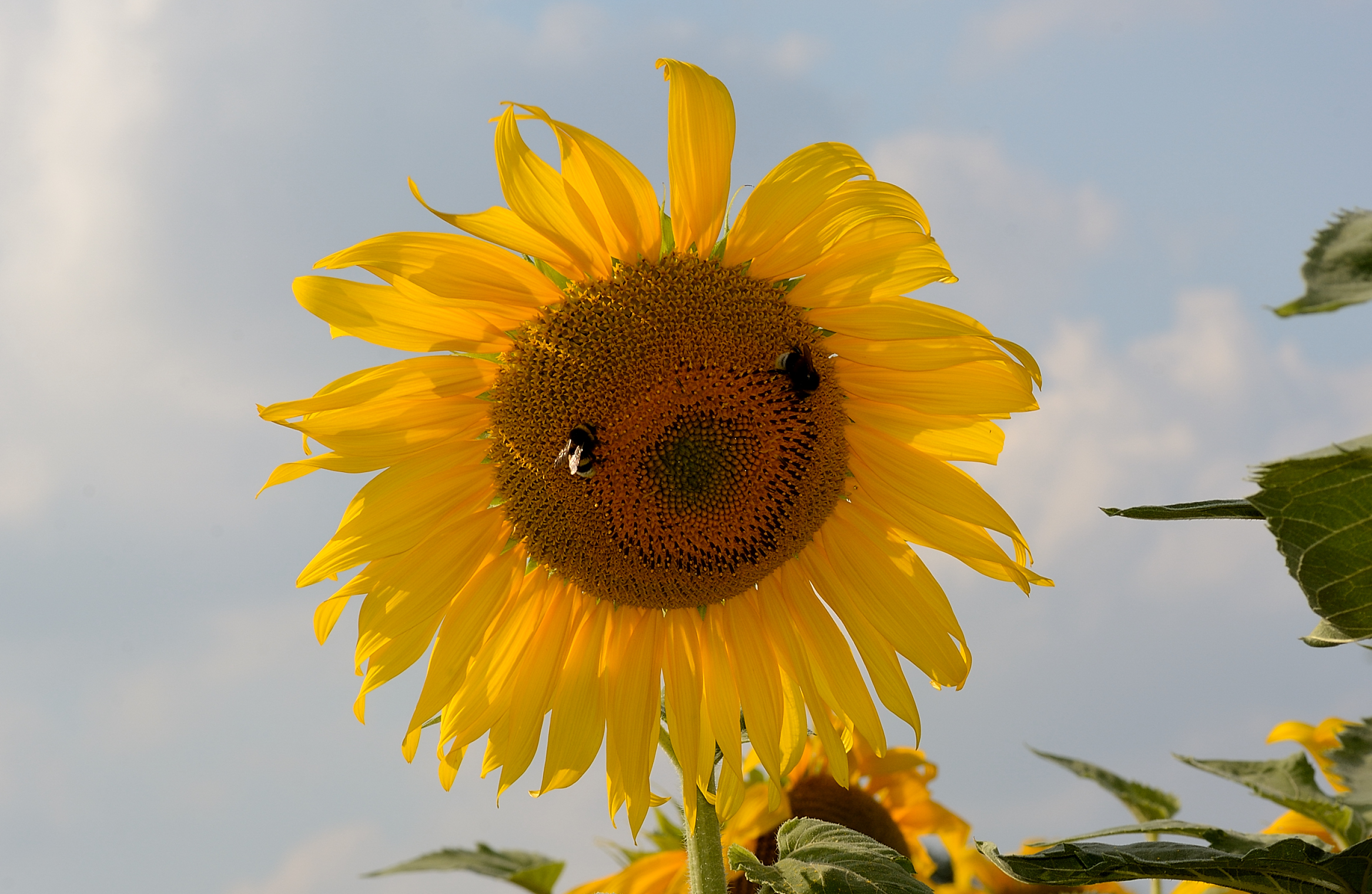 The smile of nature..