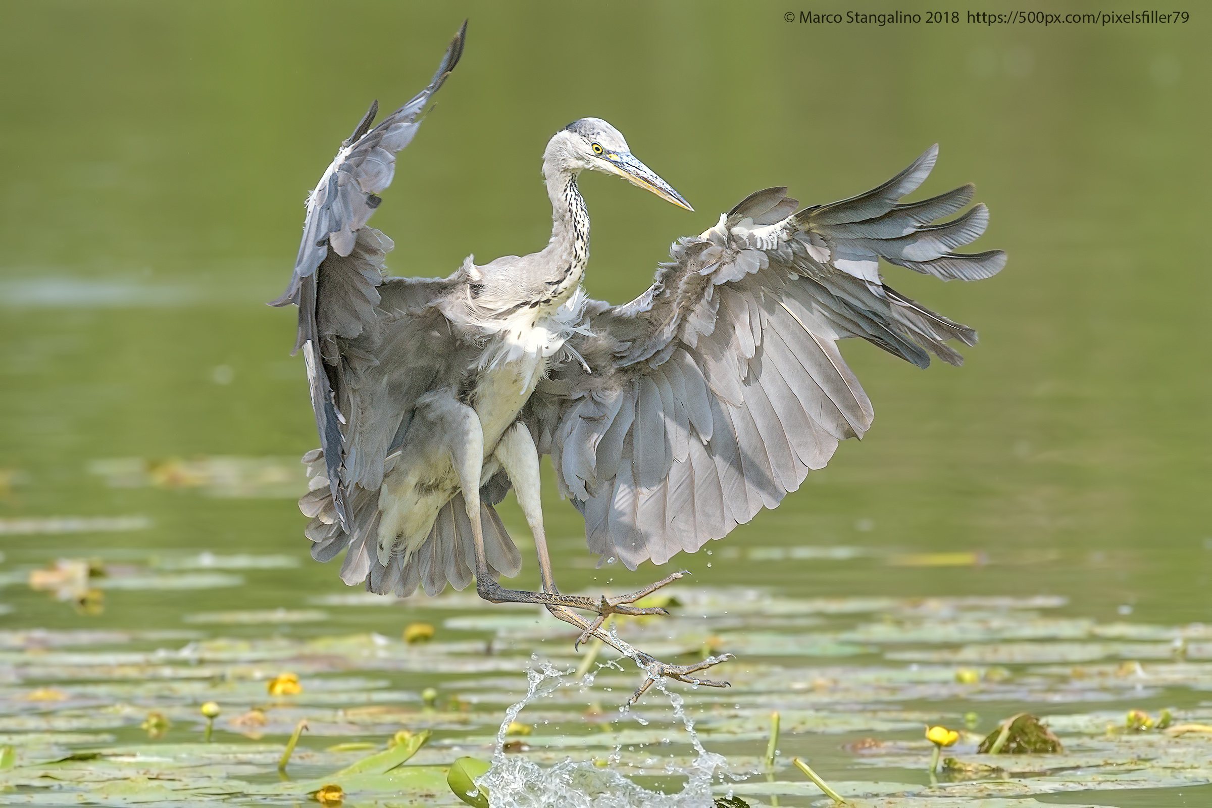Jump Heron