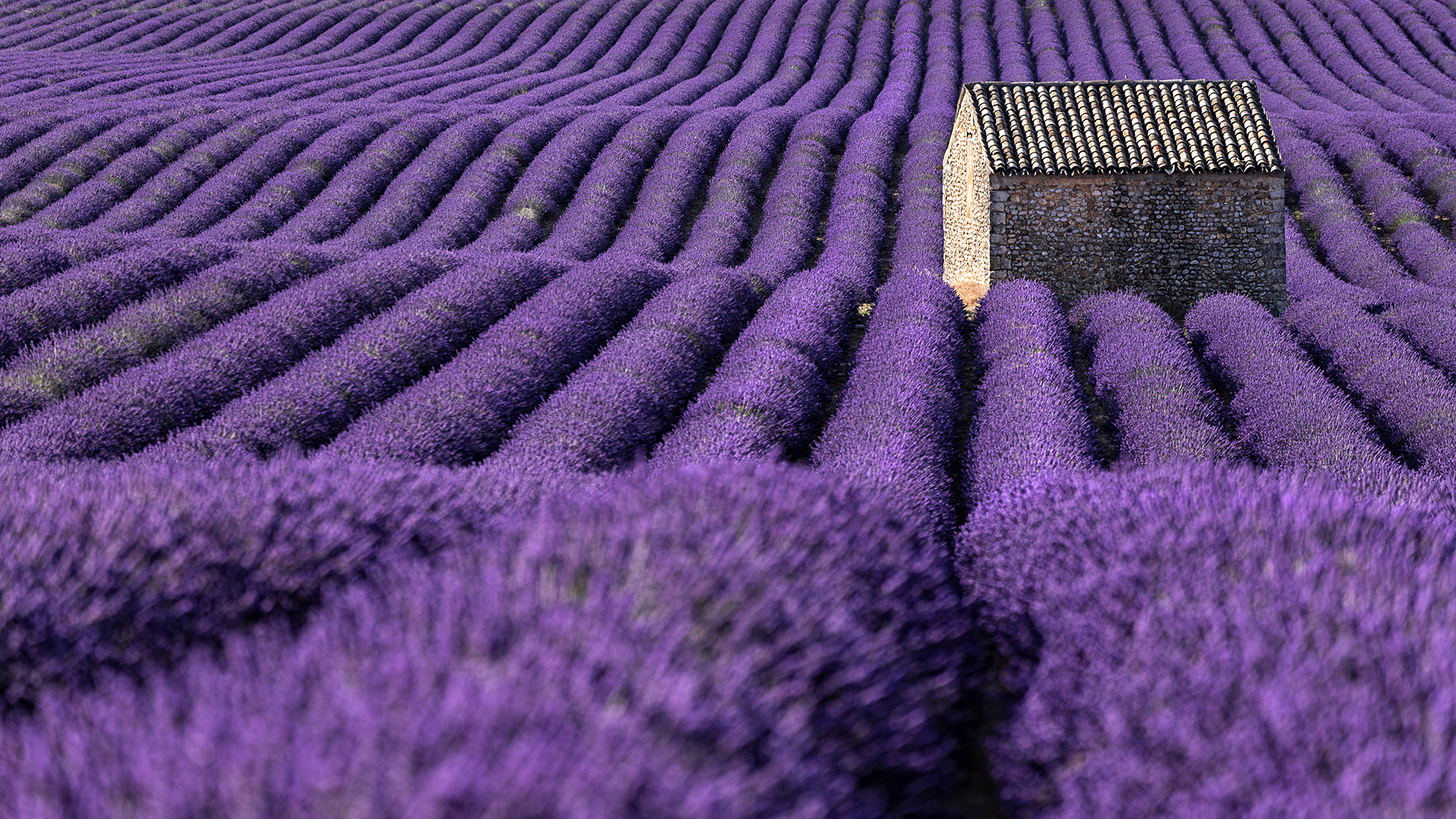 Lavanda Time