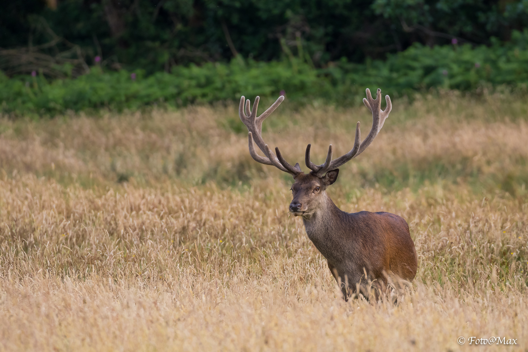 Red deer