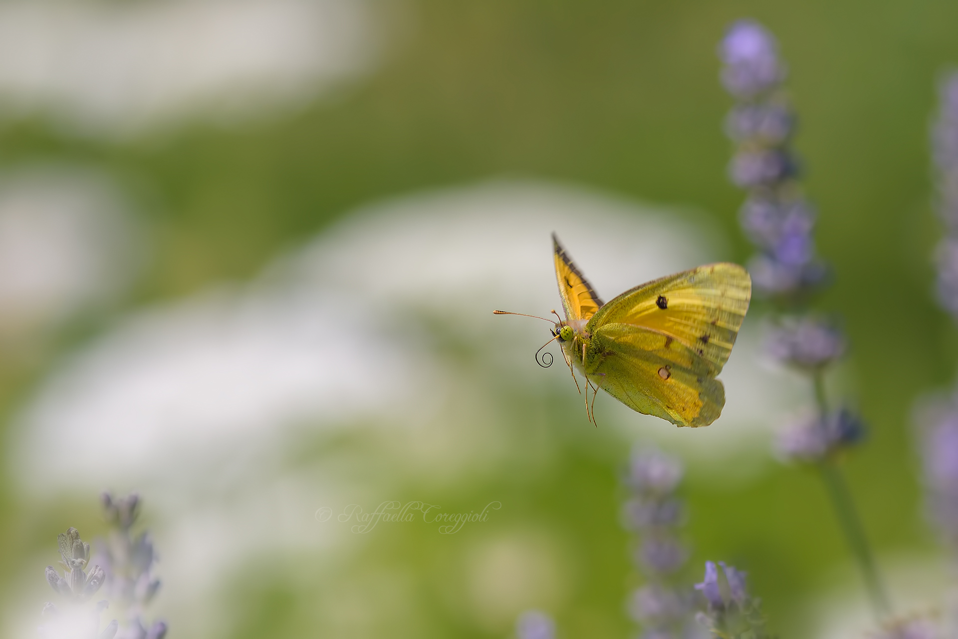 Colias crocea