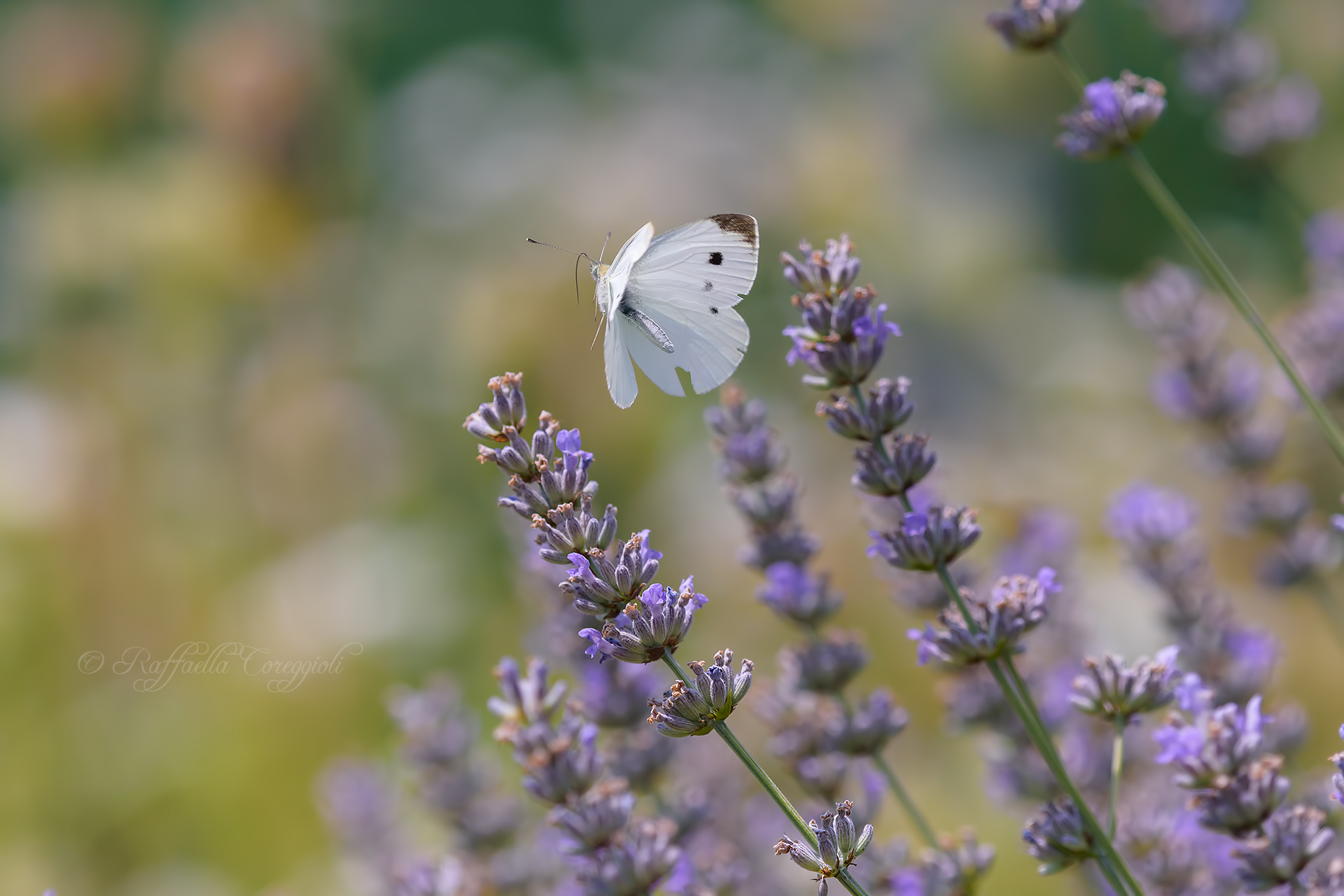 Pieris brassicae