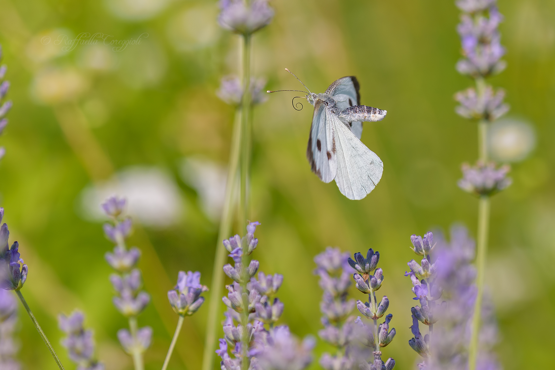Pieris brassicae