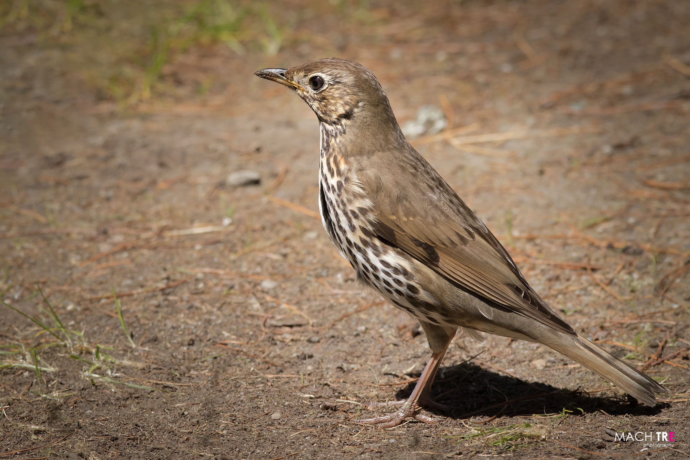 Song Thrush (Turdus philomelos)