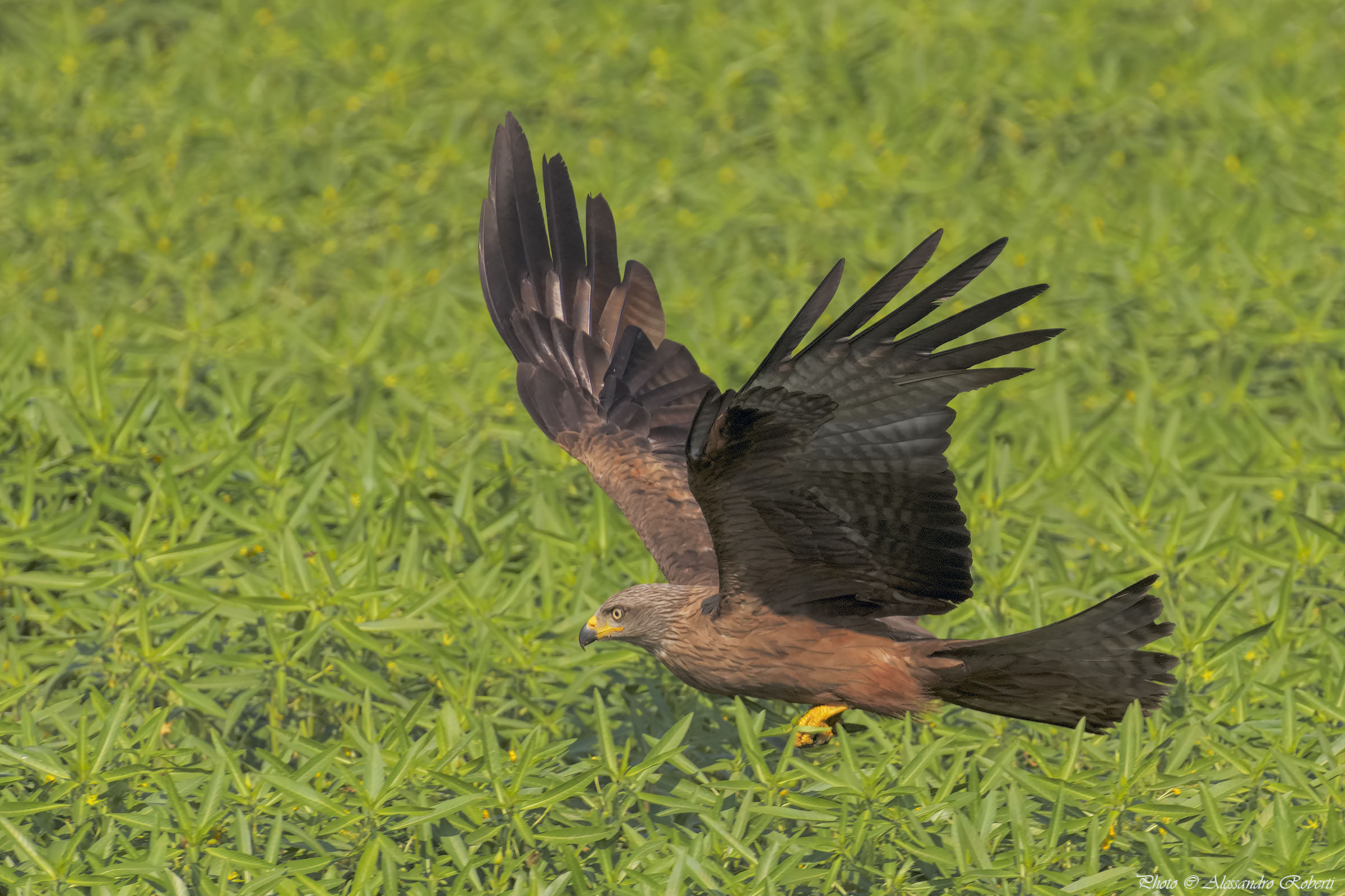 Nibbio Bruno (Milvus migrans) “Attacco”