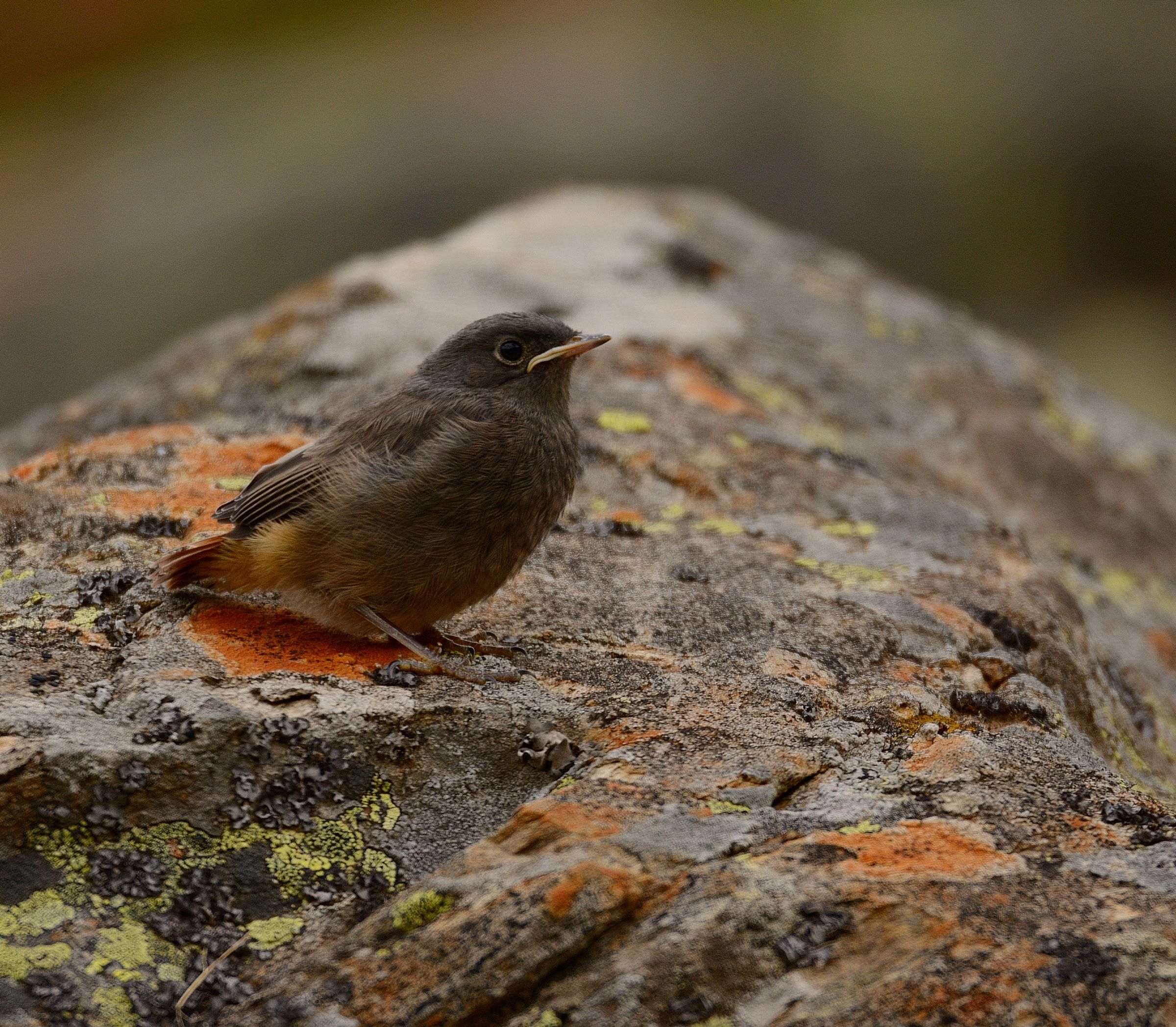 Codirosso spazzacamino