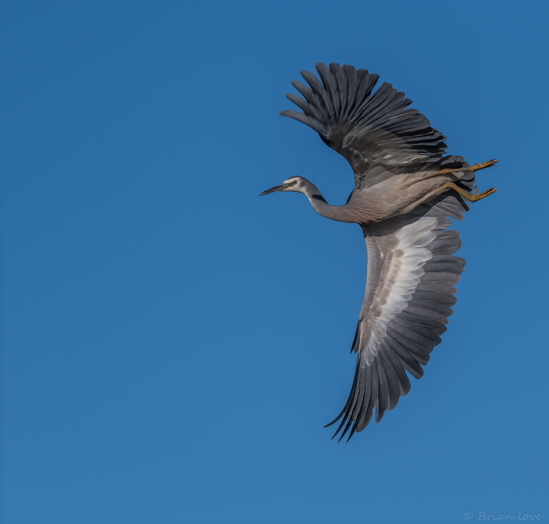 Airone dalla faccia bianca (Egretta novaehollandiae)